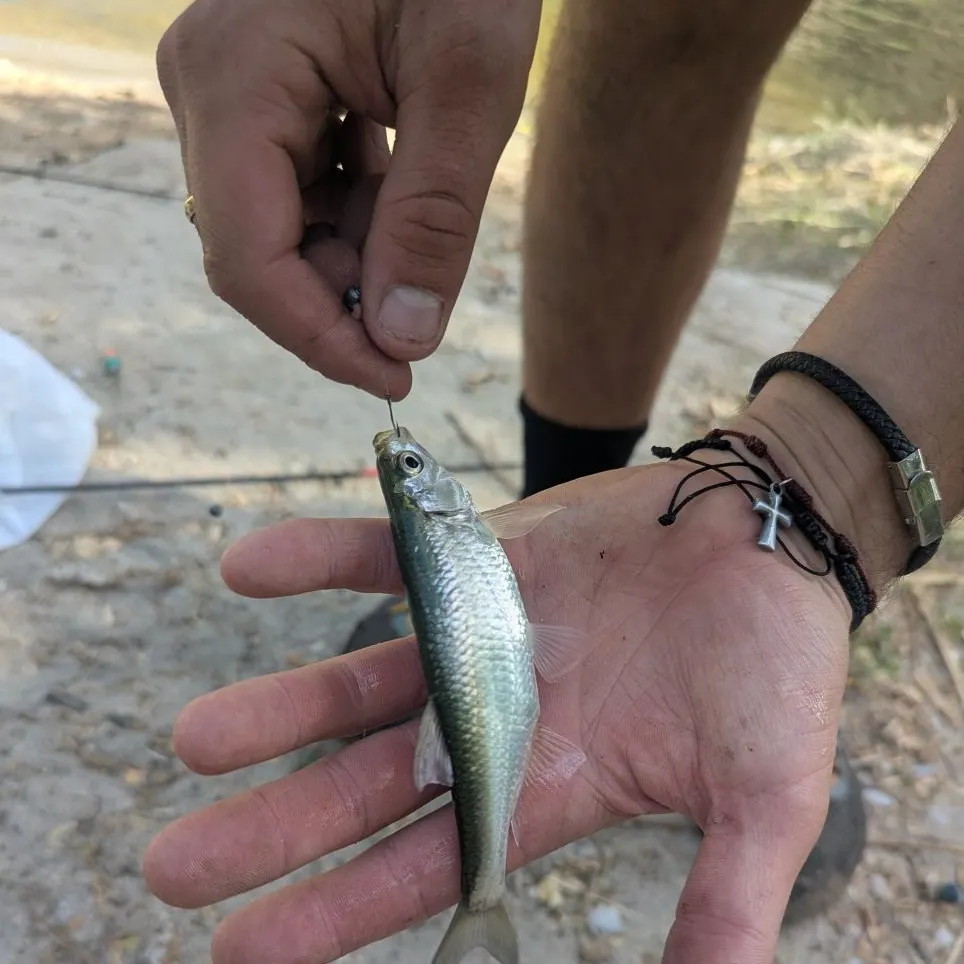 The most recent Common bleak catches on Fishbrain