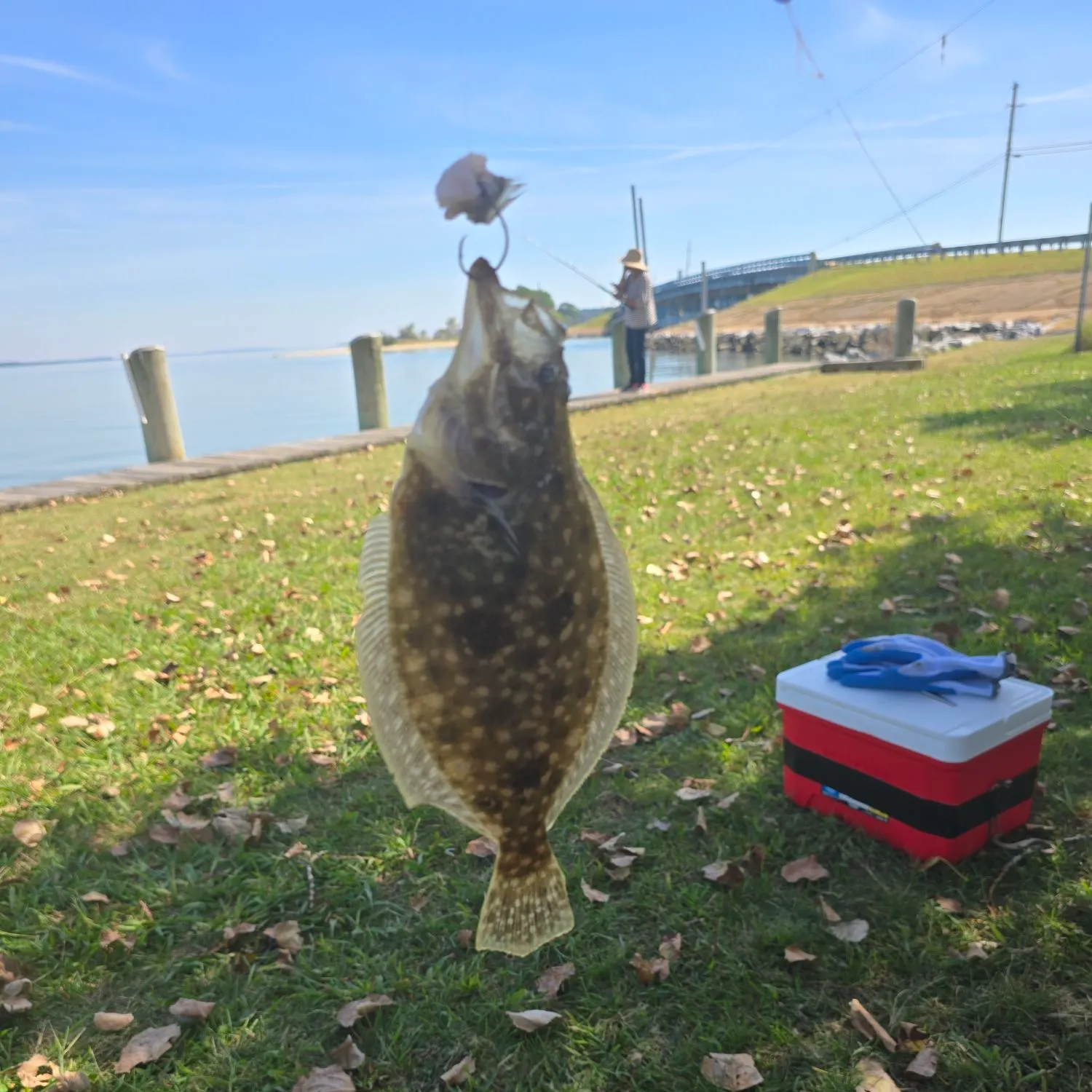 Summer flounder caught on Fishbrain