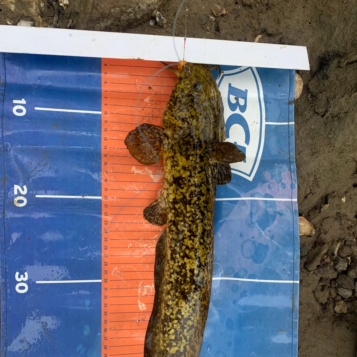 The most recent Dewfish catches on Fishbrain