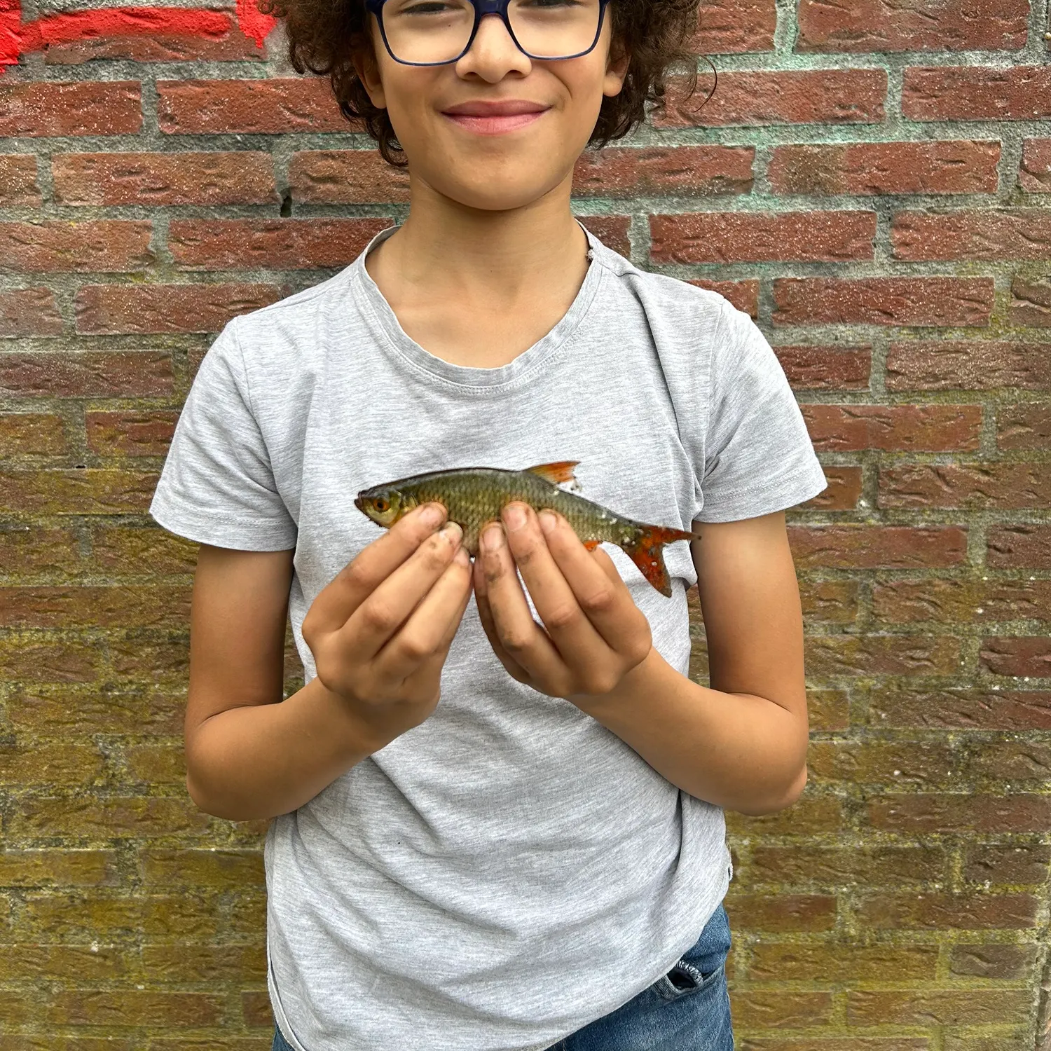 Common roach caught on Fishbrain