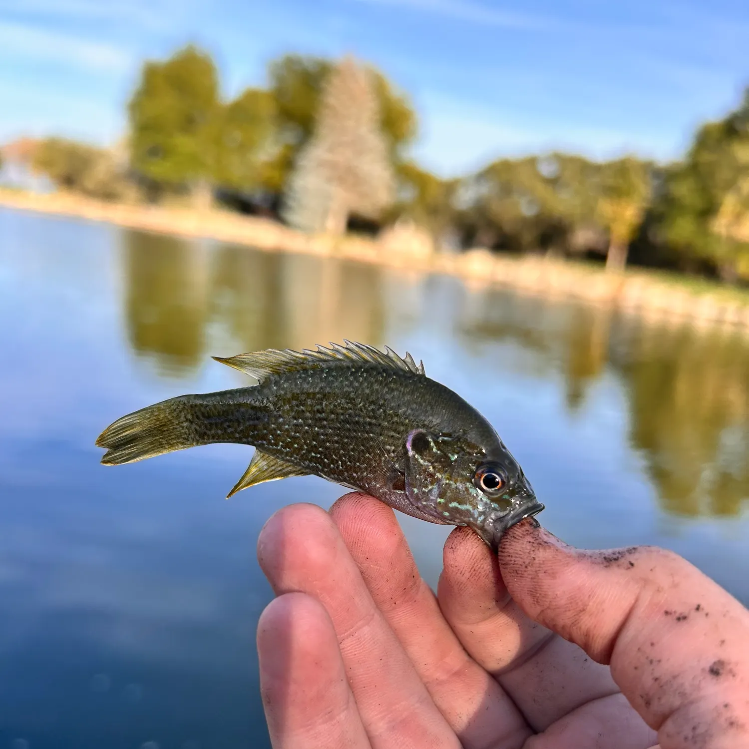 Green sunfish caught on Fishbrain