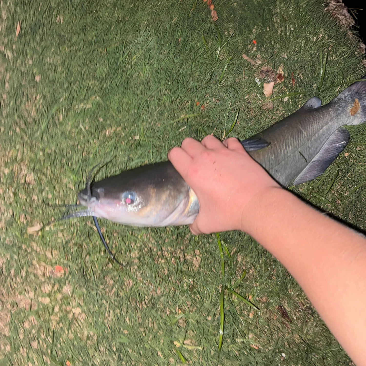 Channel catfish caught on Fishbrain