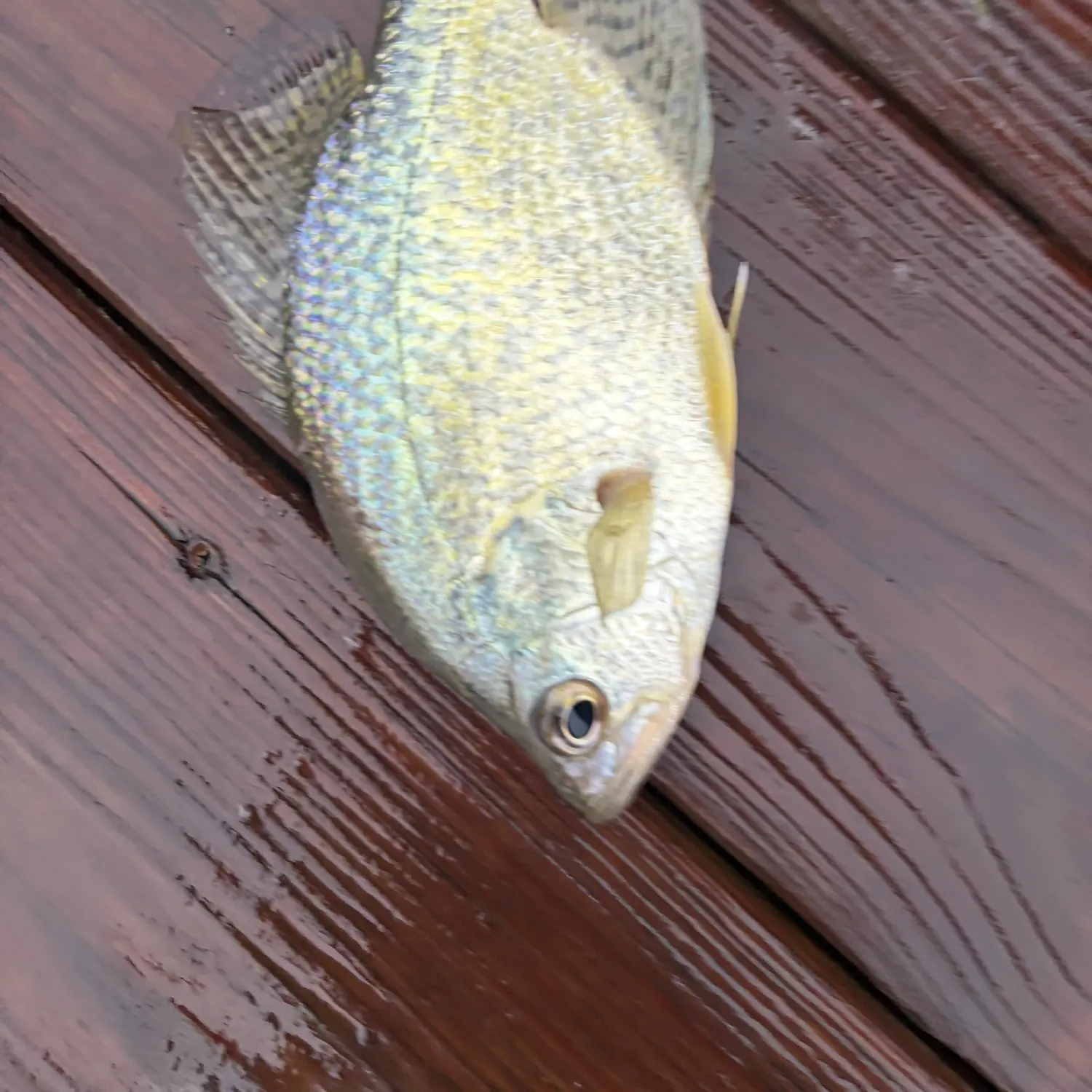 Black crappie caught on Fishbrain