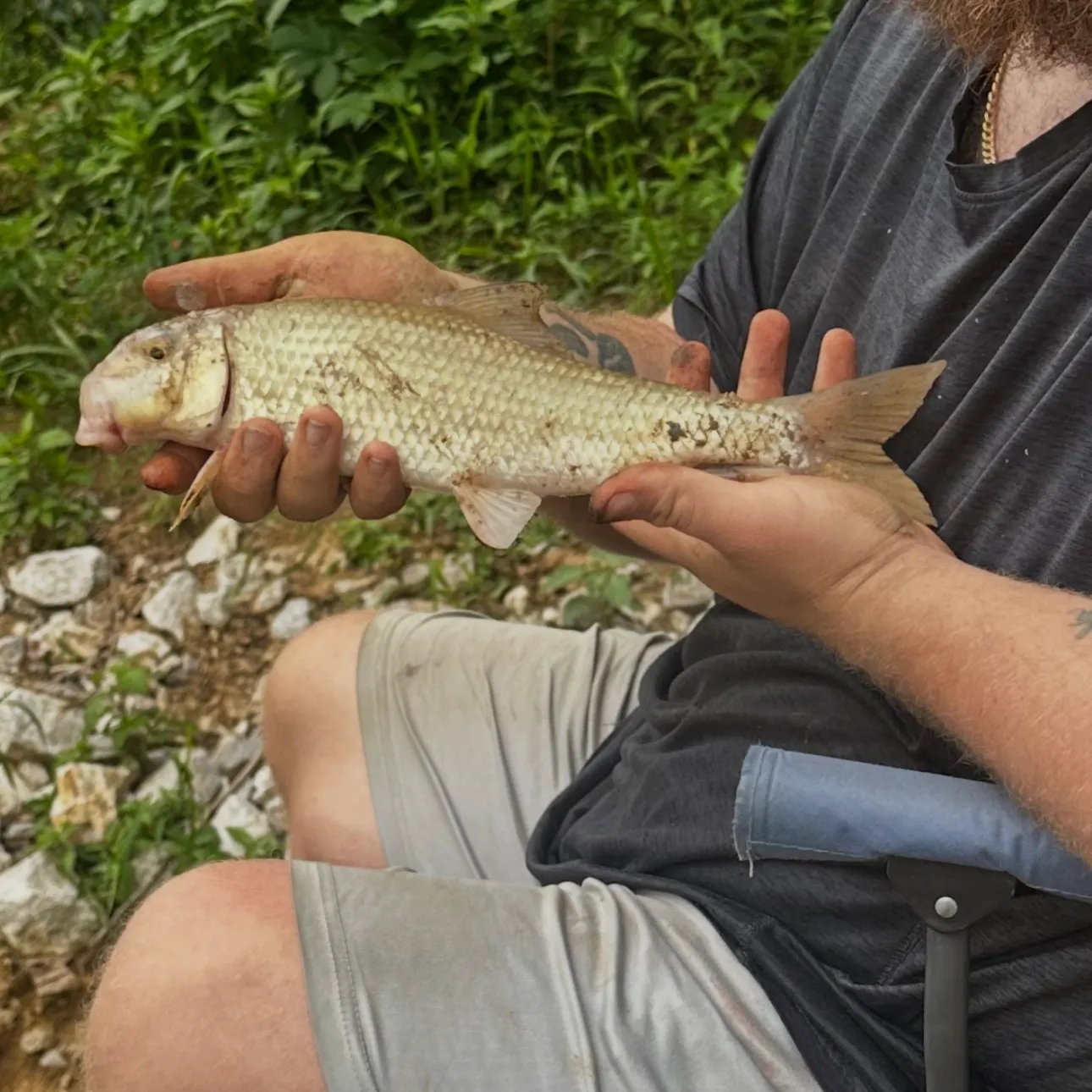 The most recent Golden redhorse catches on Fishbrain
