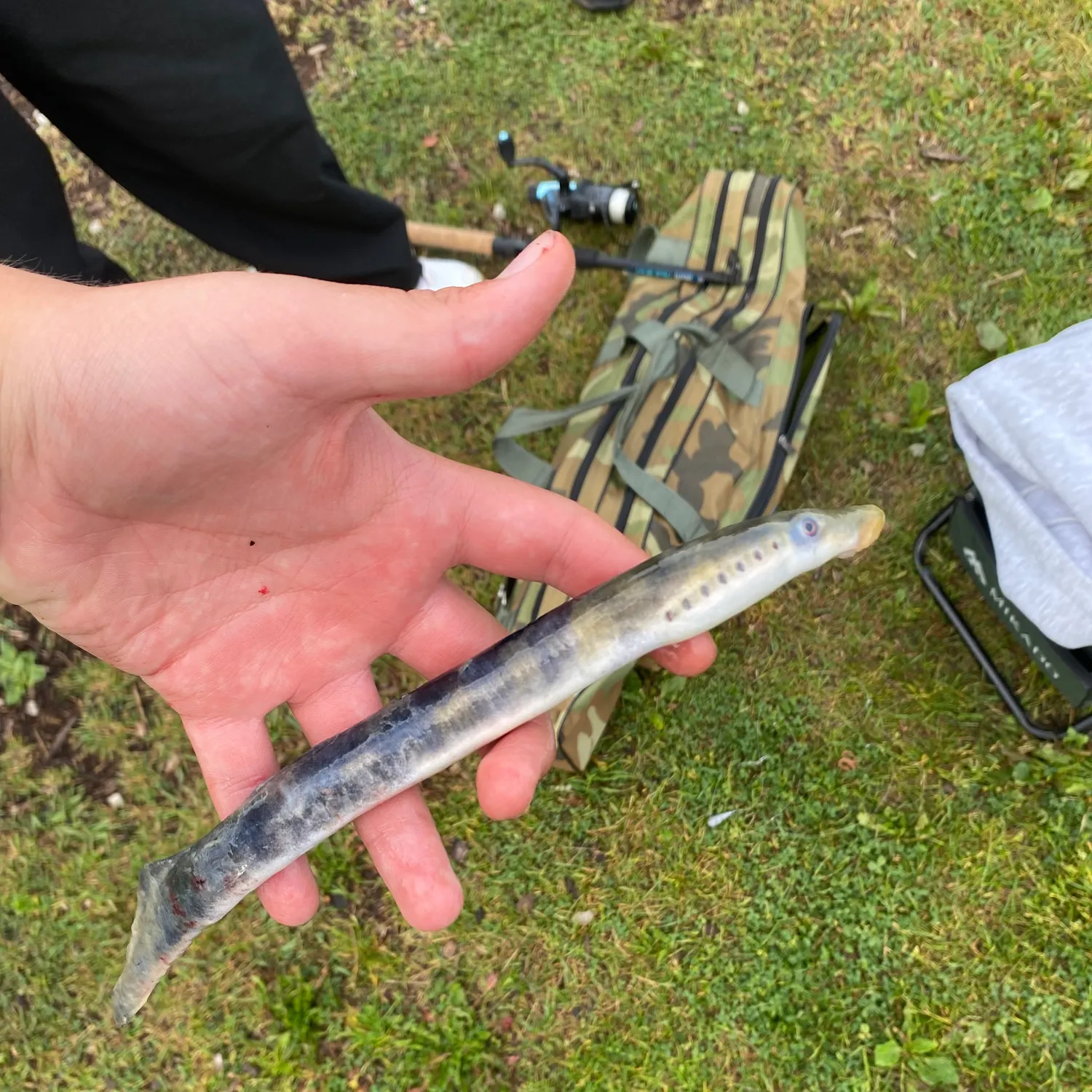 European river lamprey caught on Fishbrain