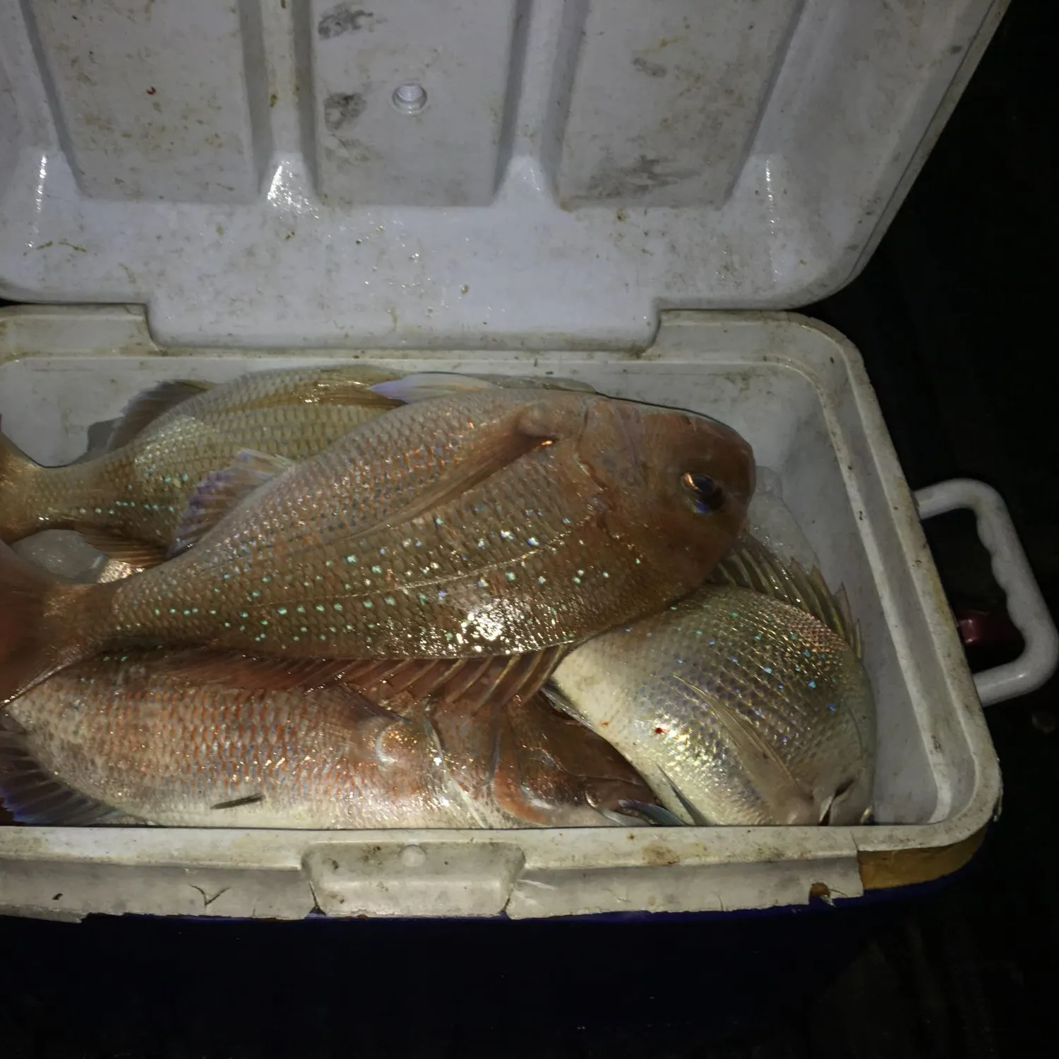 recently logged catches