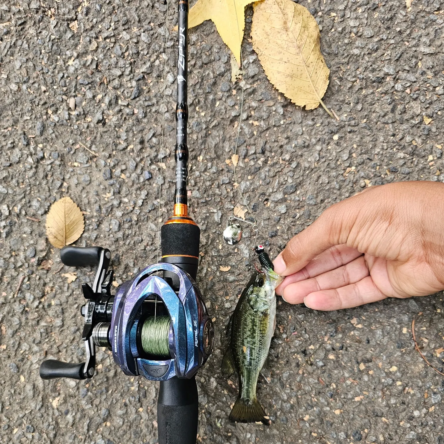 Largemouth bass caught on Fishbrain