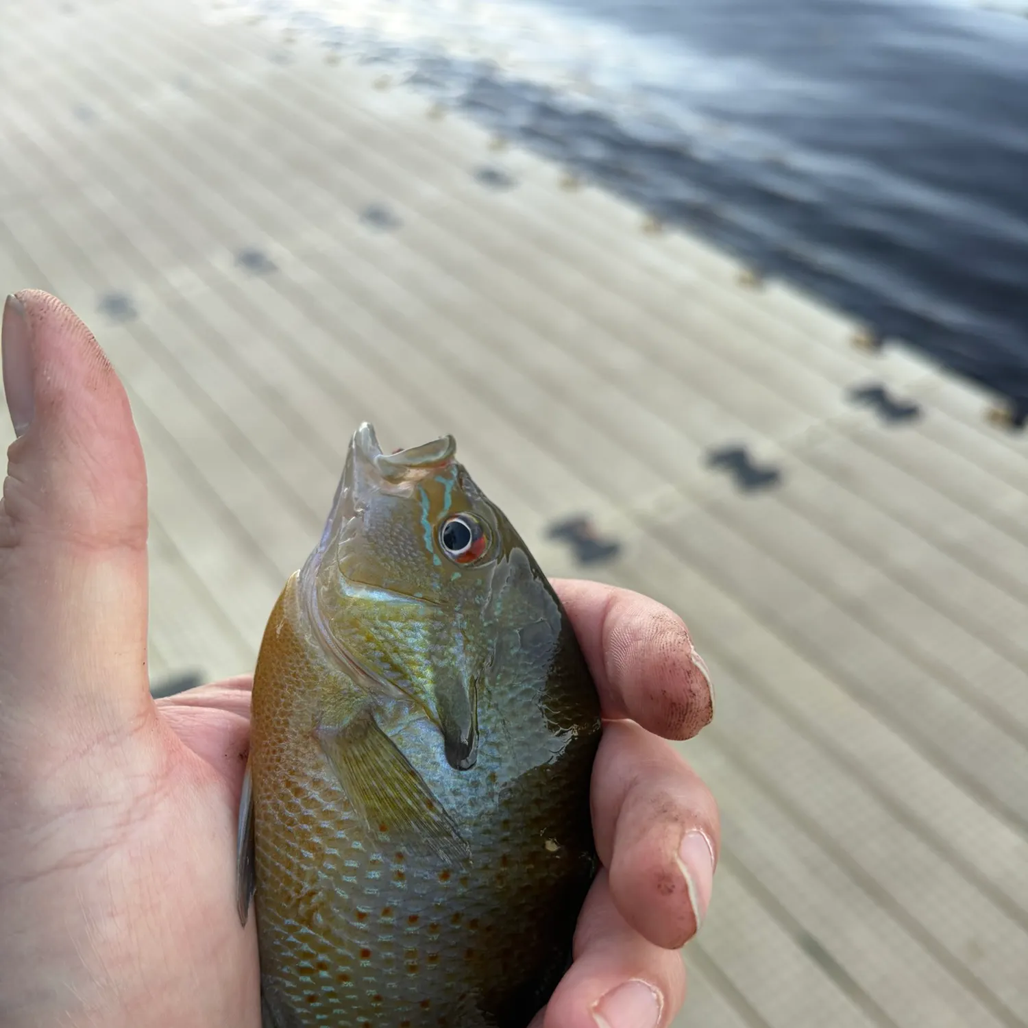 Redbreast sunfish caught on Fishbrain
