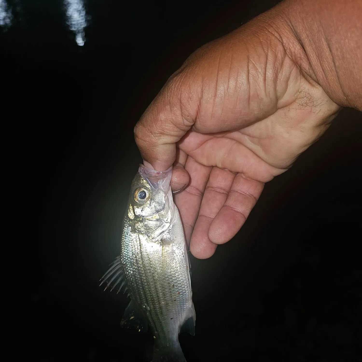 White bass caught on Fishbrain