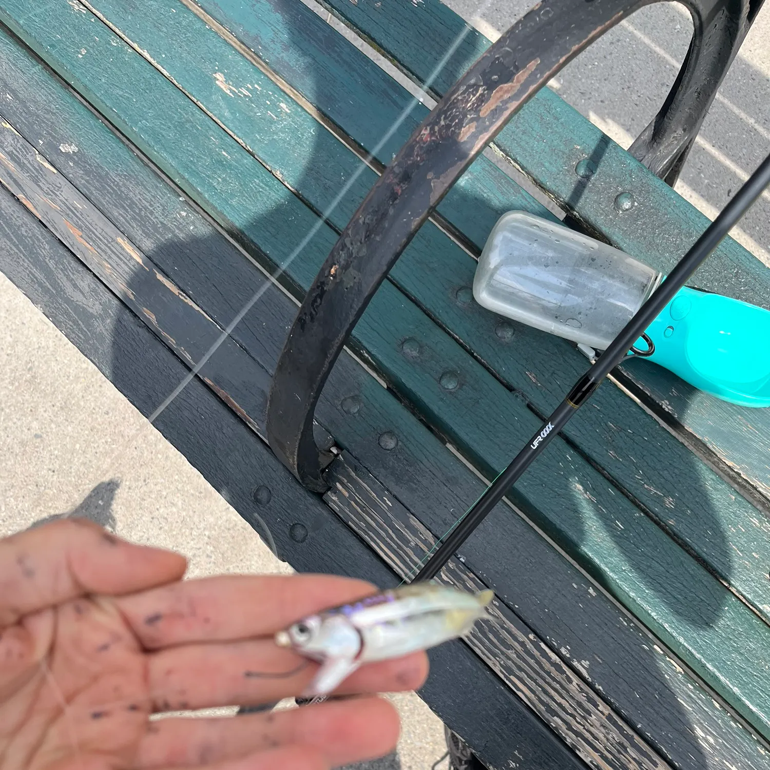 The most recent Broad-striped anchovy catches on Fishbrain