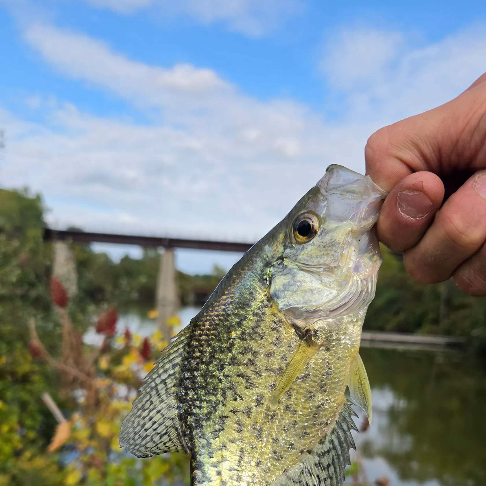 Black crappie caught on Fishbrain