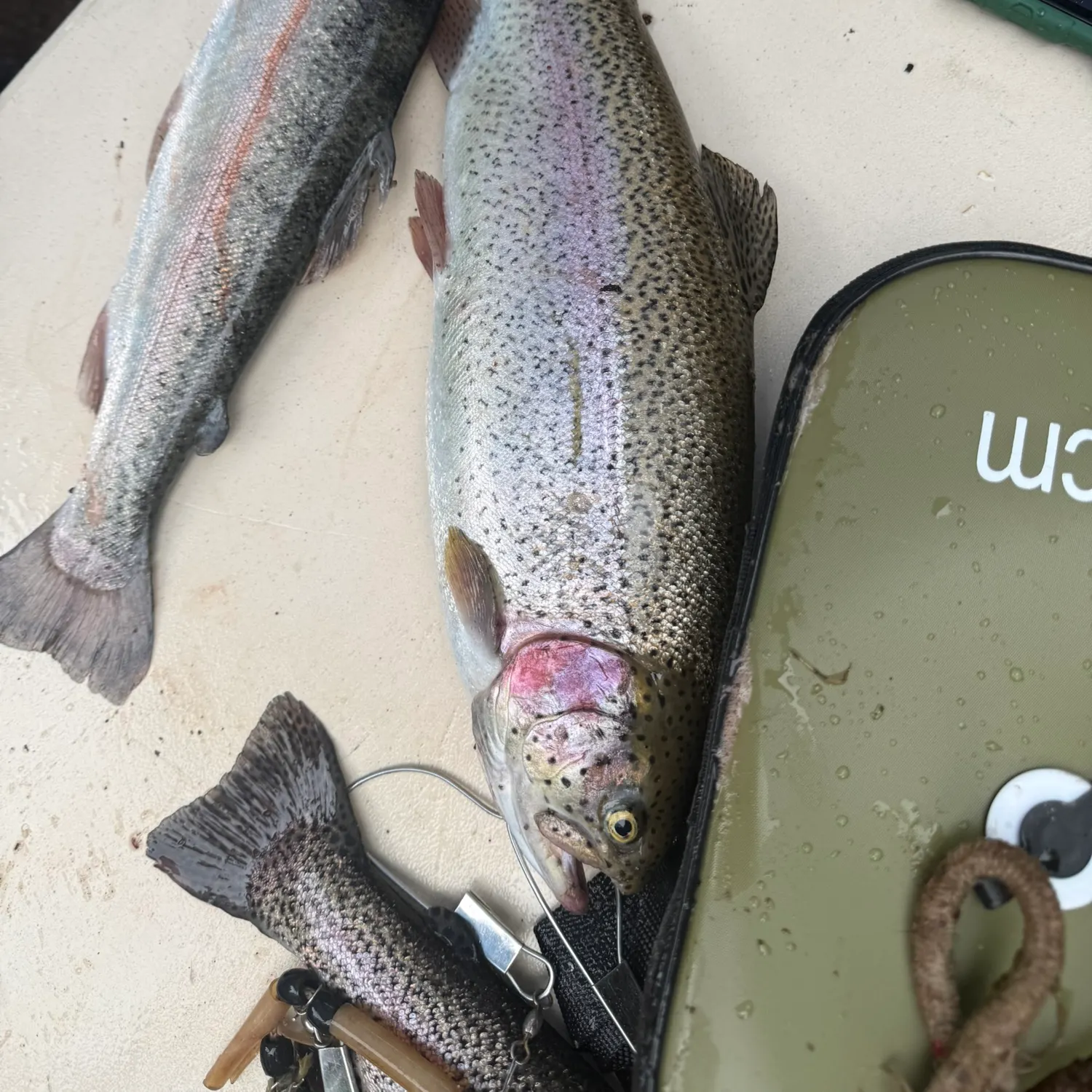 recently logged catches