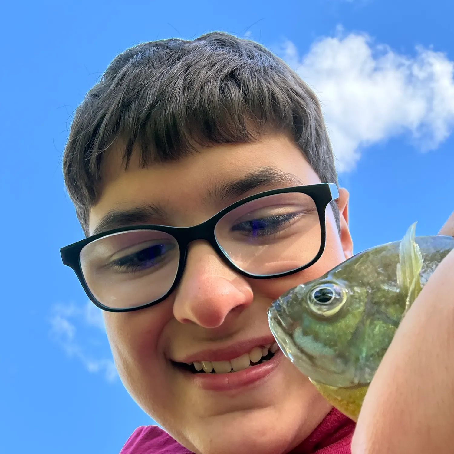 Bluegill caught on Fishbrain