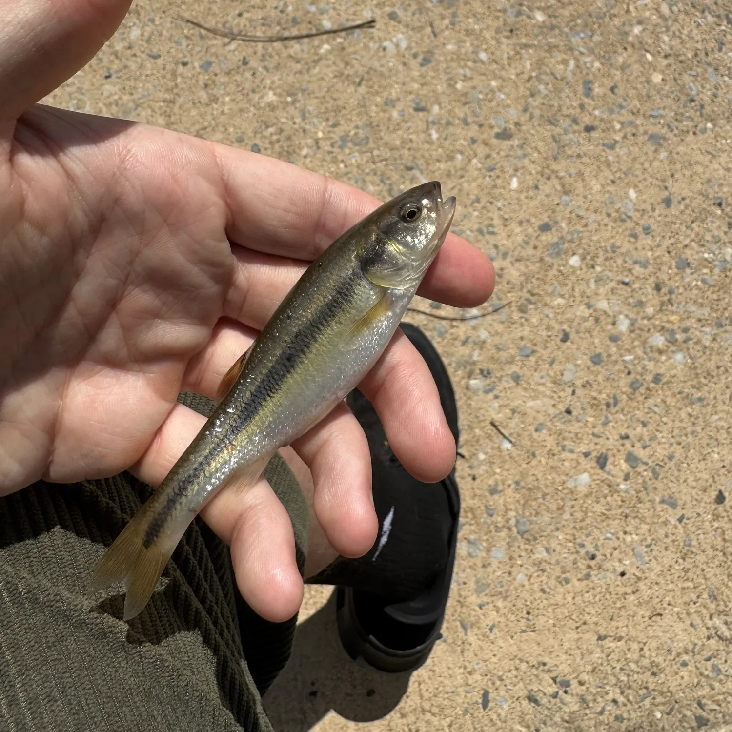 Creek chub caught on Fishbrain