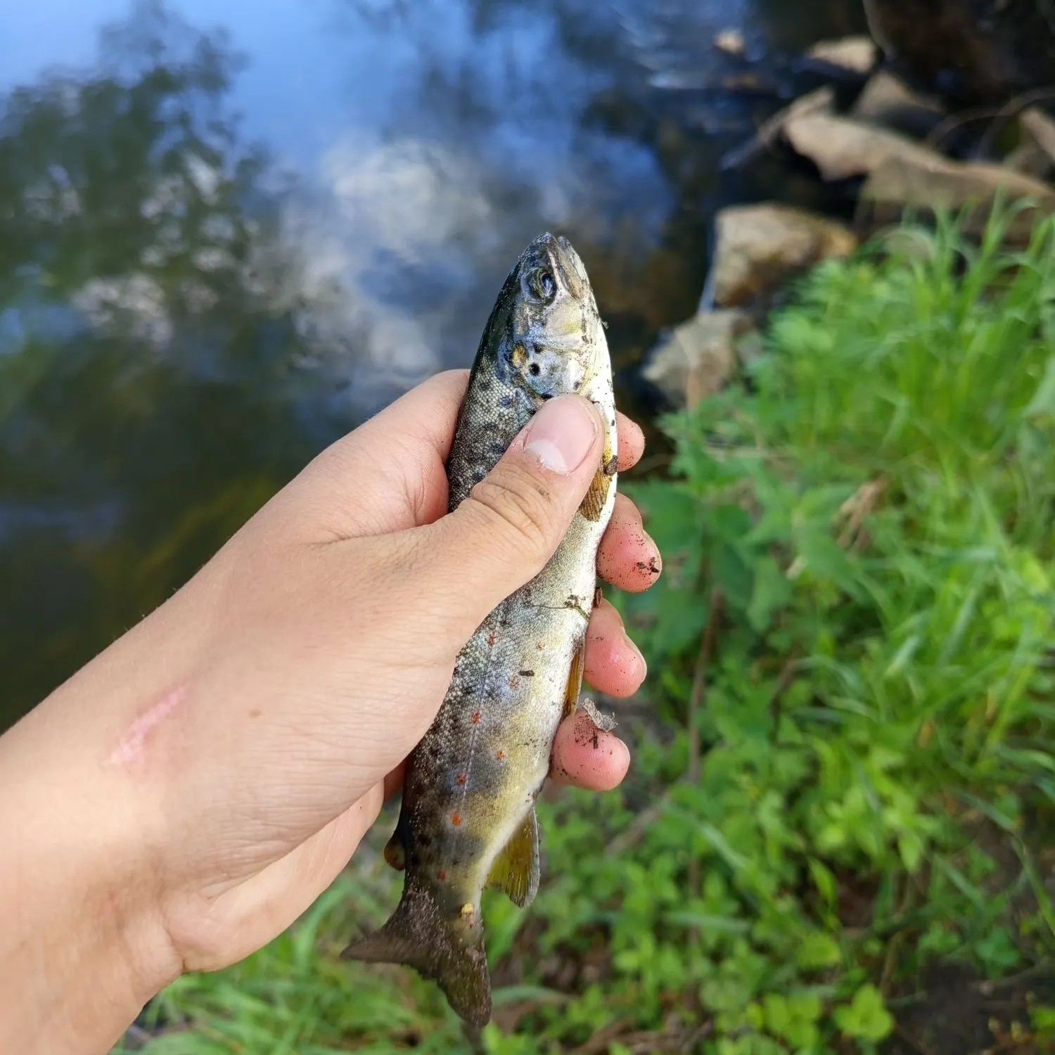 The most recent Sevan trout catches on Fishbrain