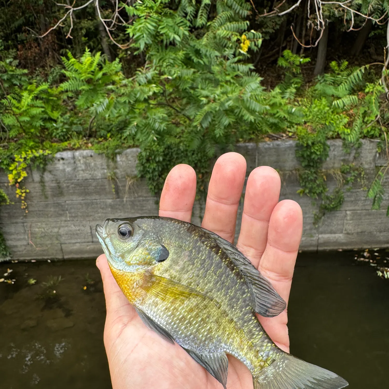 Bluegill caught on Fishbrain