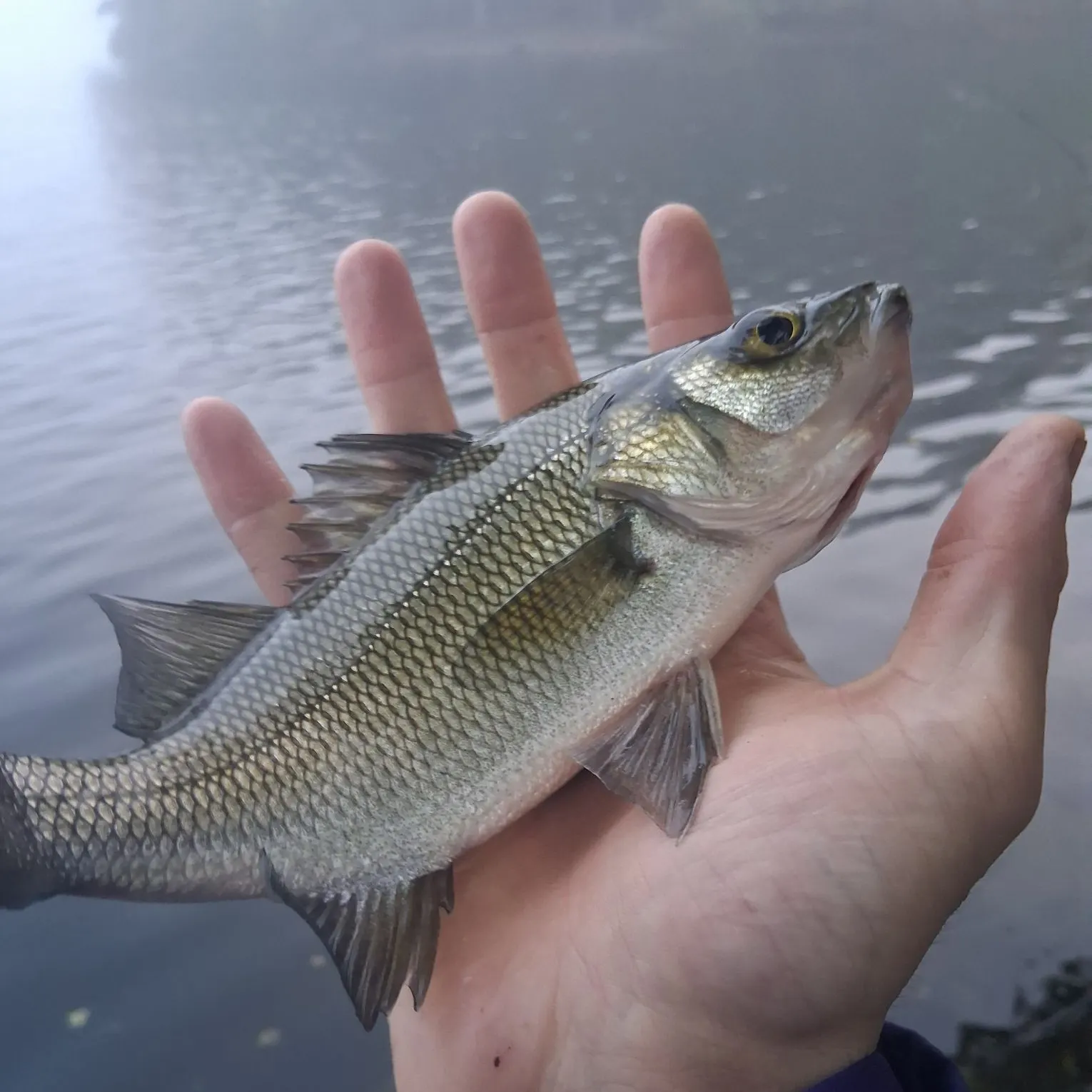 White perch caught on Fishbrain