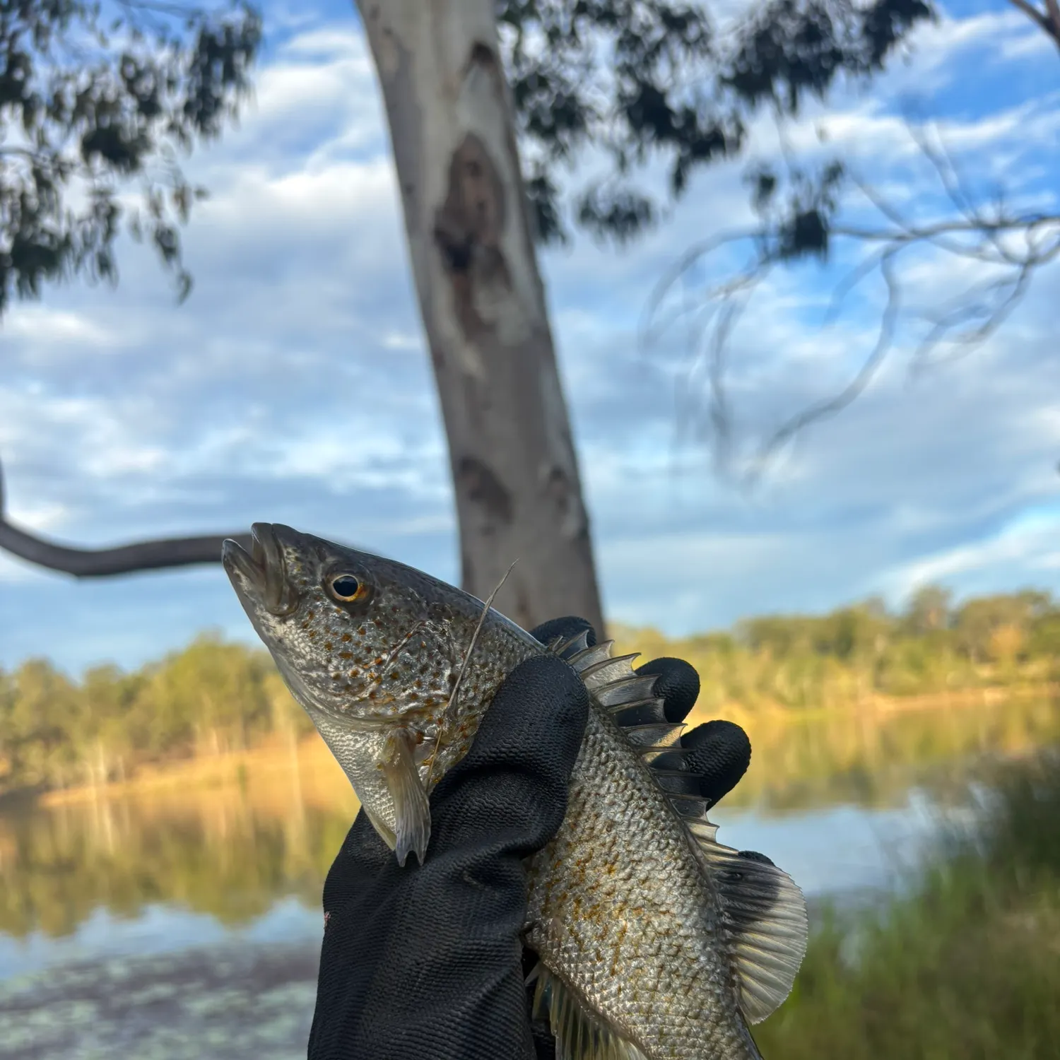The most recent Spangled perch catches on Fishbrain