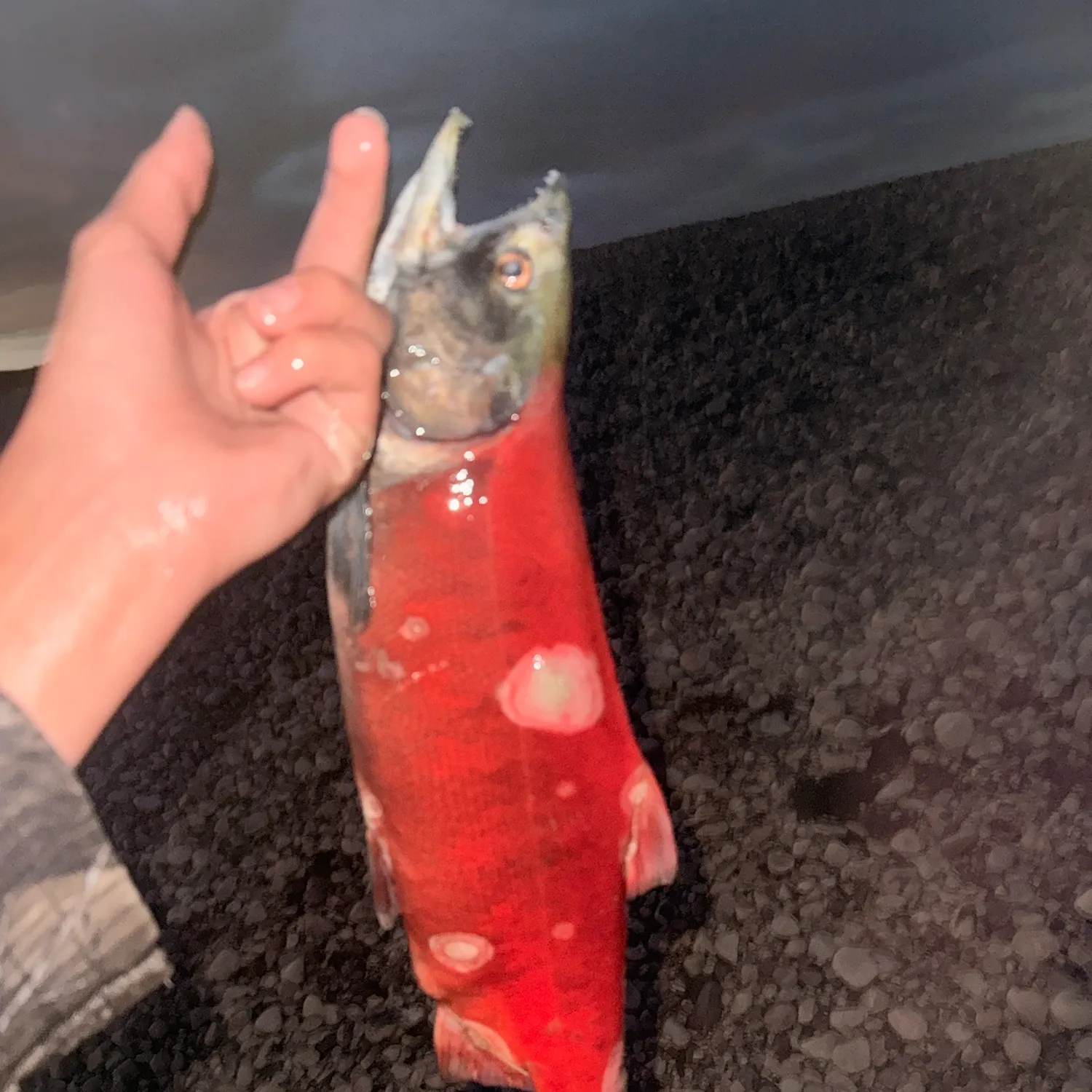 Kokanee salmon caught on Fishbrain