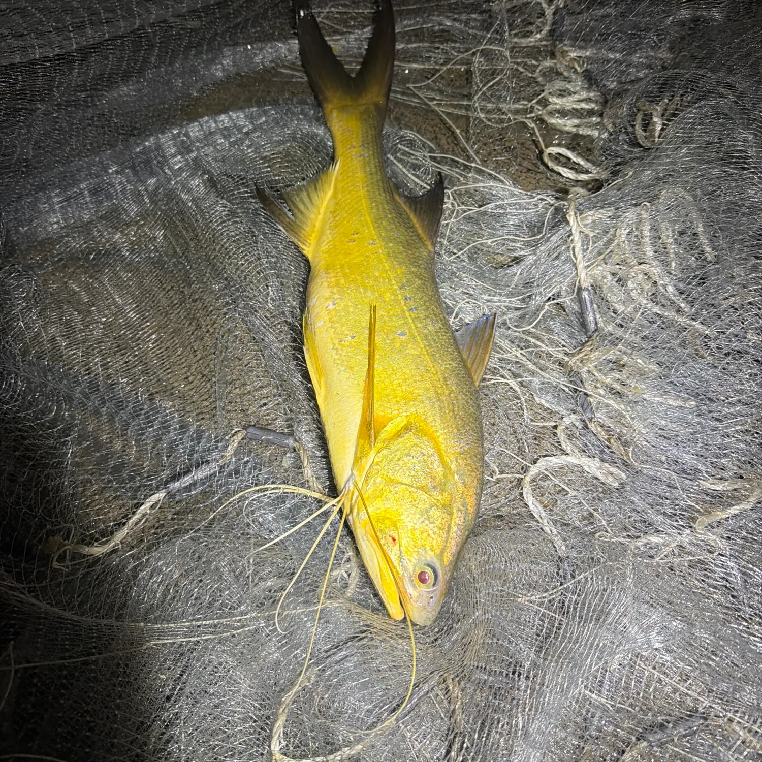 The most recent King threadfin catches on Fishbrain