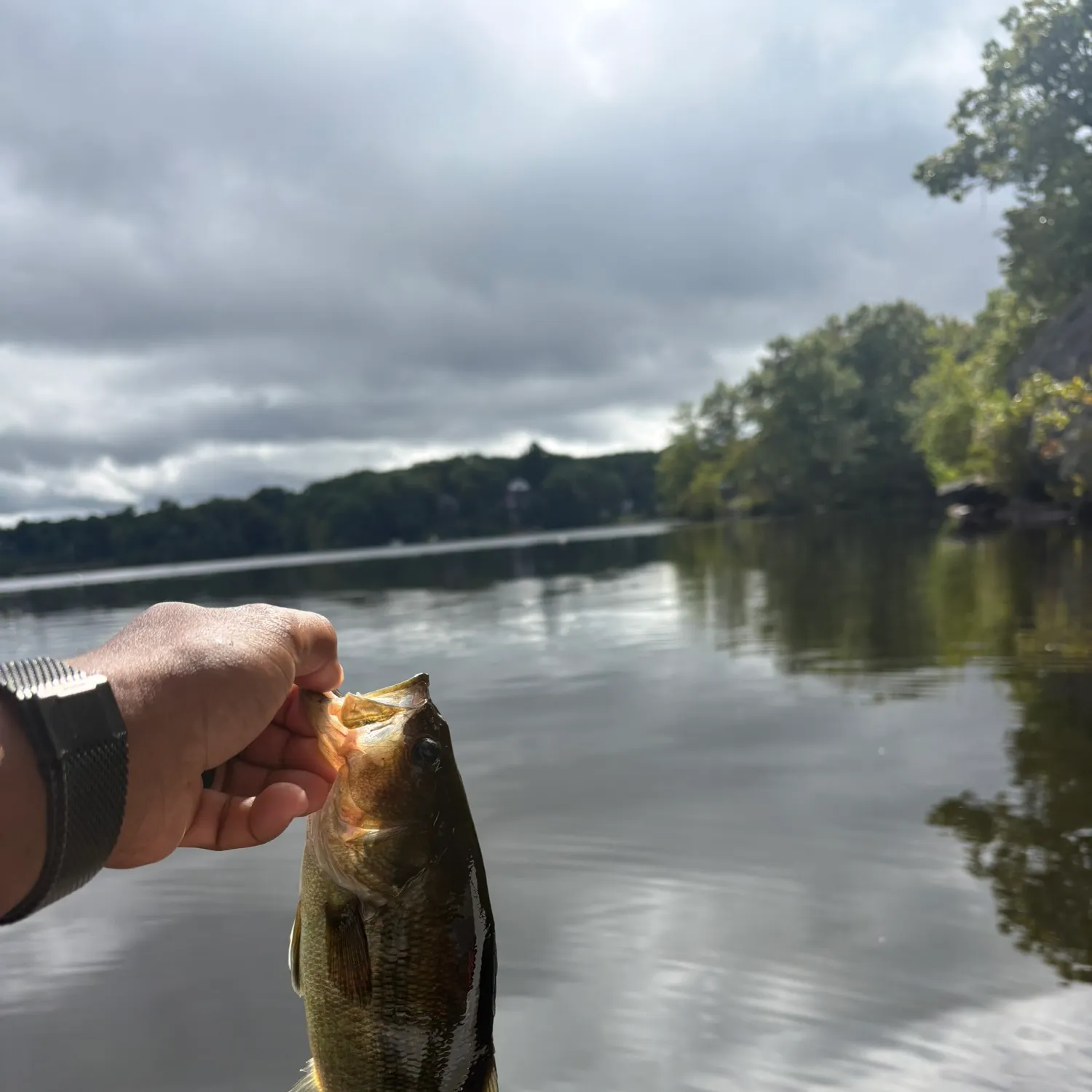 Largemouth bass caught on Fishbrain