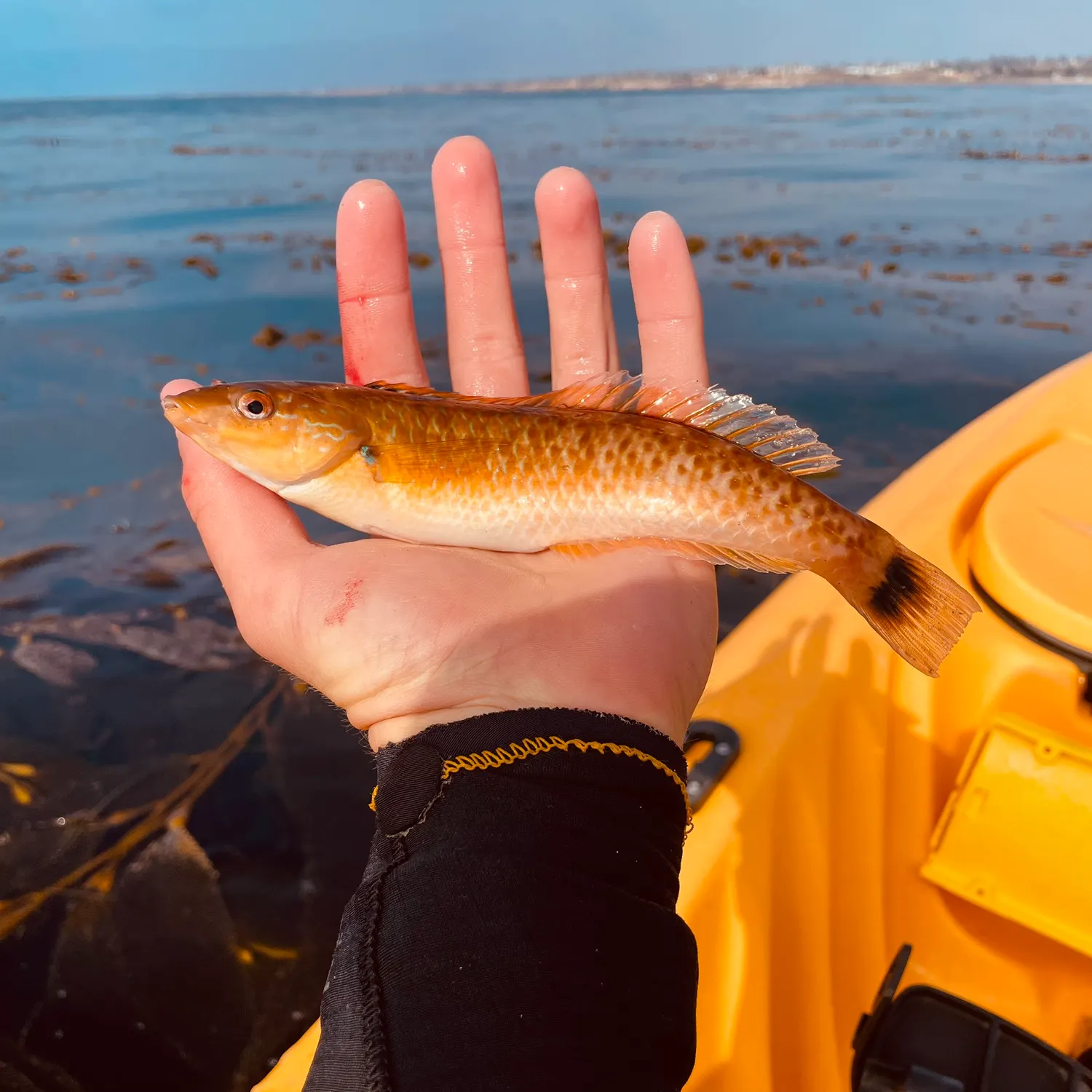 The most recent Señorita catches on Fishbrain