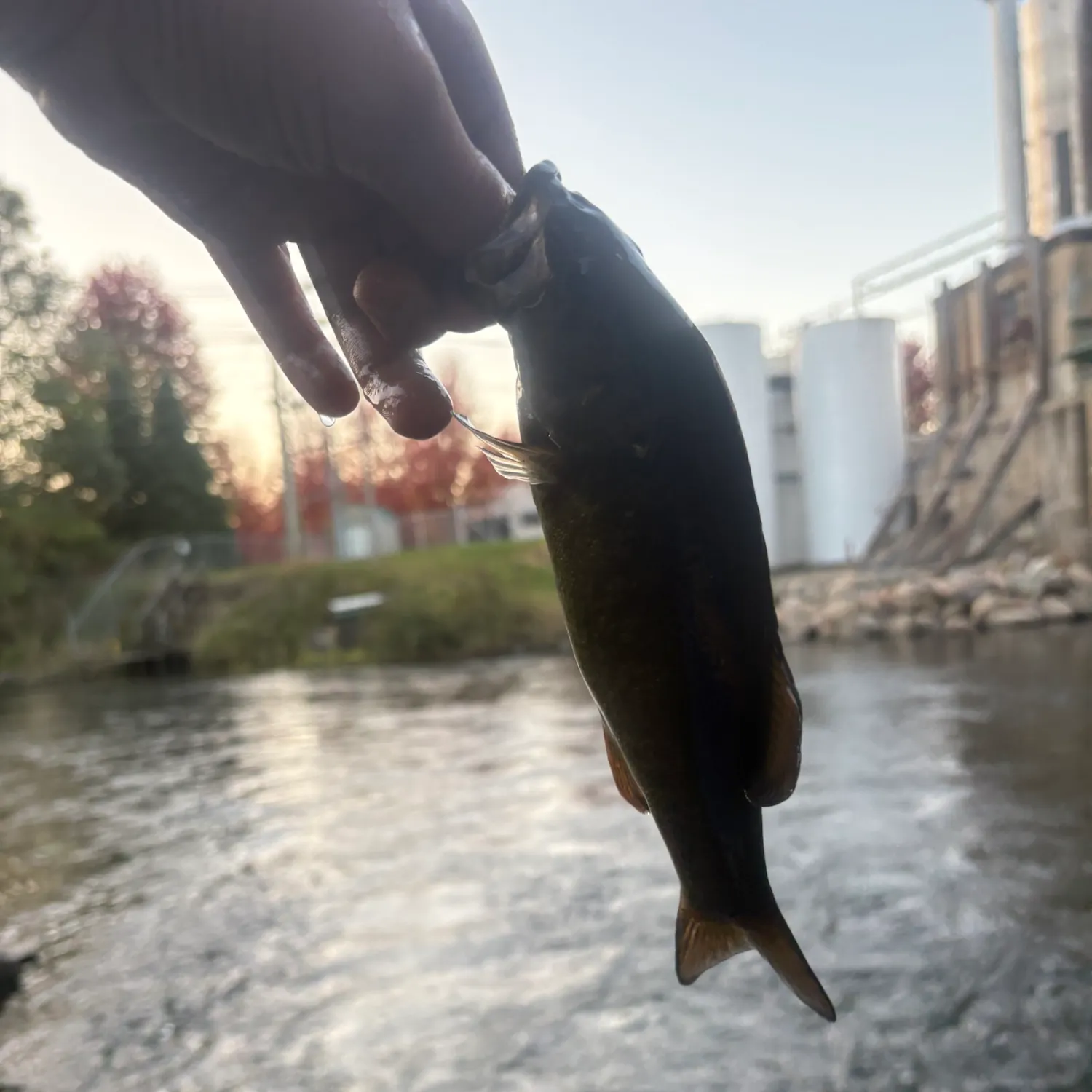 Smallmouth bass caught on Fishbrain