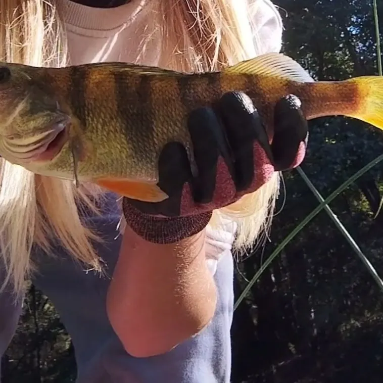 European perch caught on Fishbrain