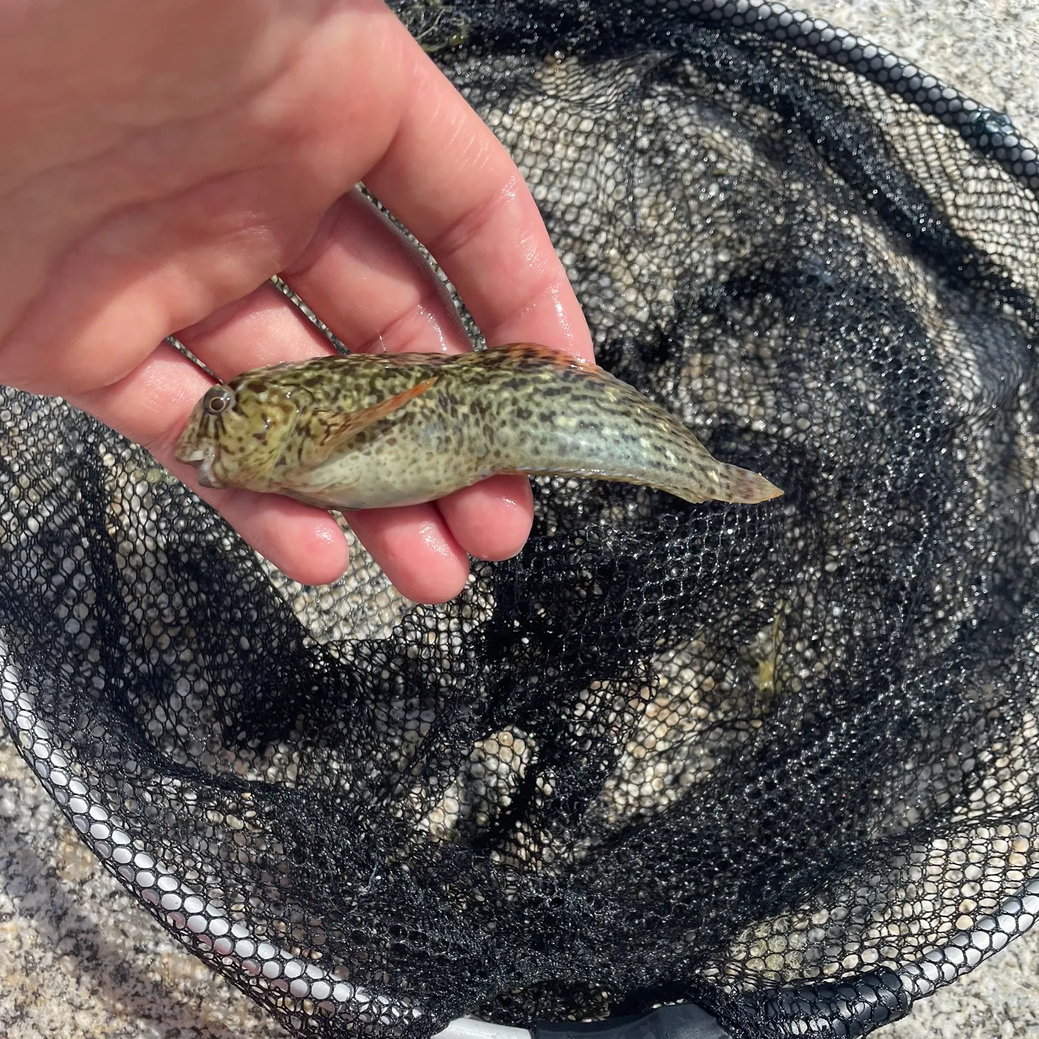 The most recent Rusty blenny catches on Fishbrain