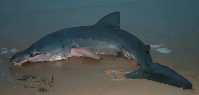 Basking shark