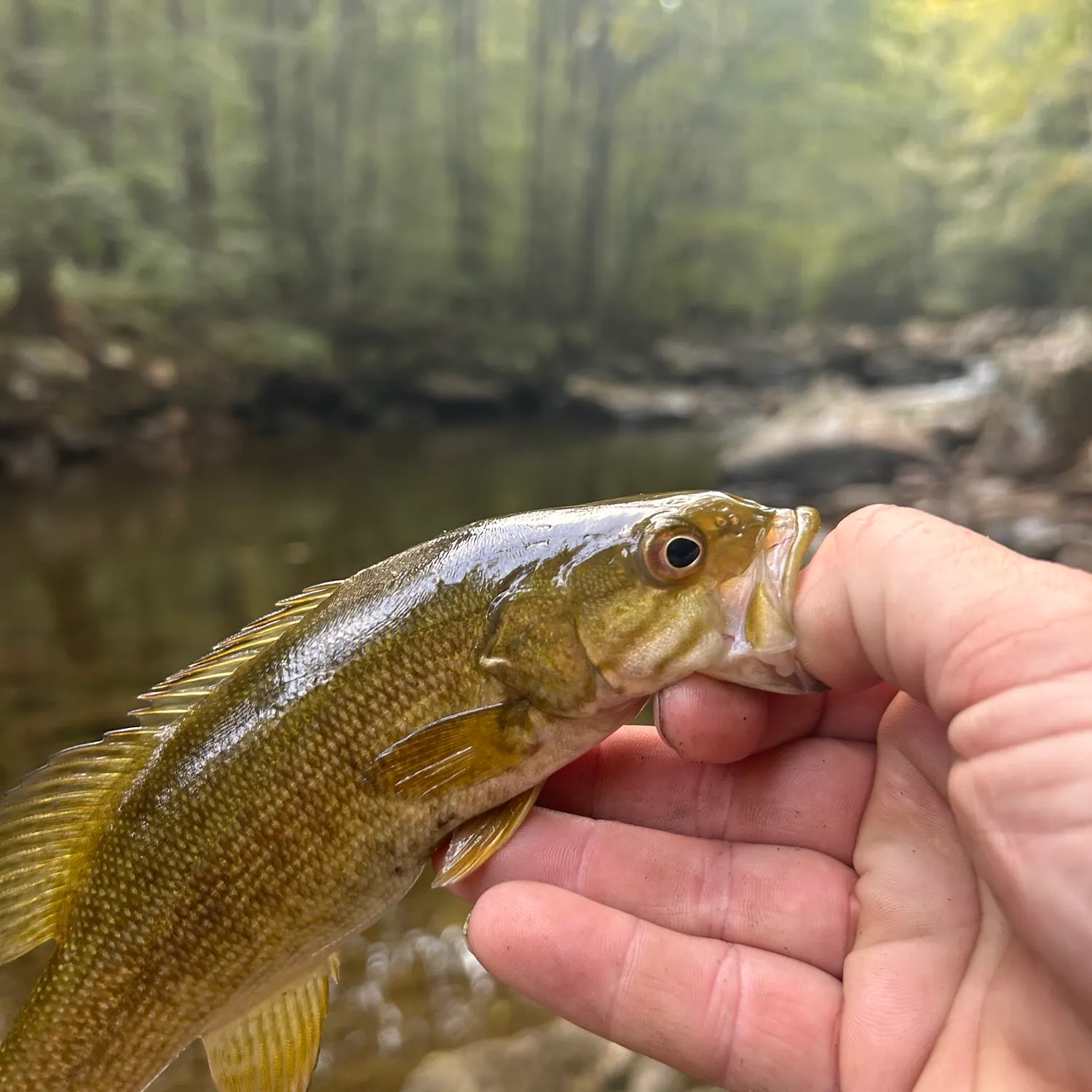 Smallmouth bass caught on Fishbrain