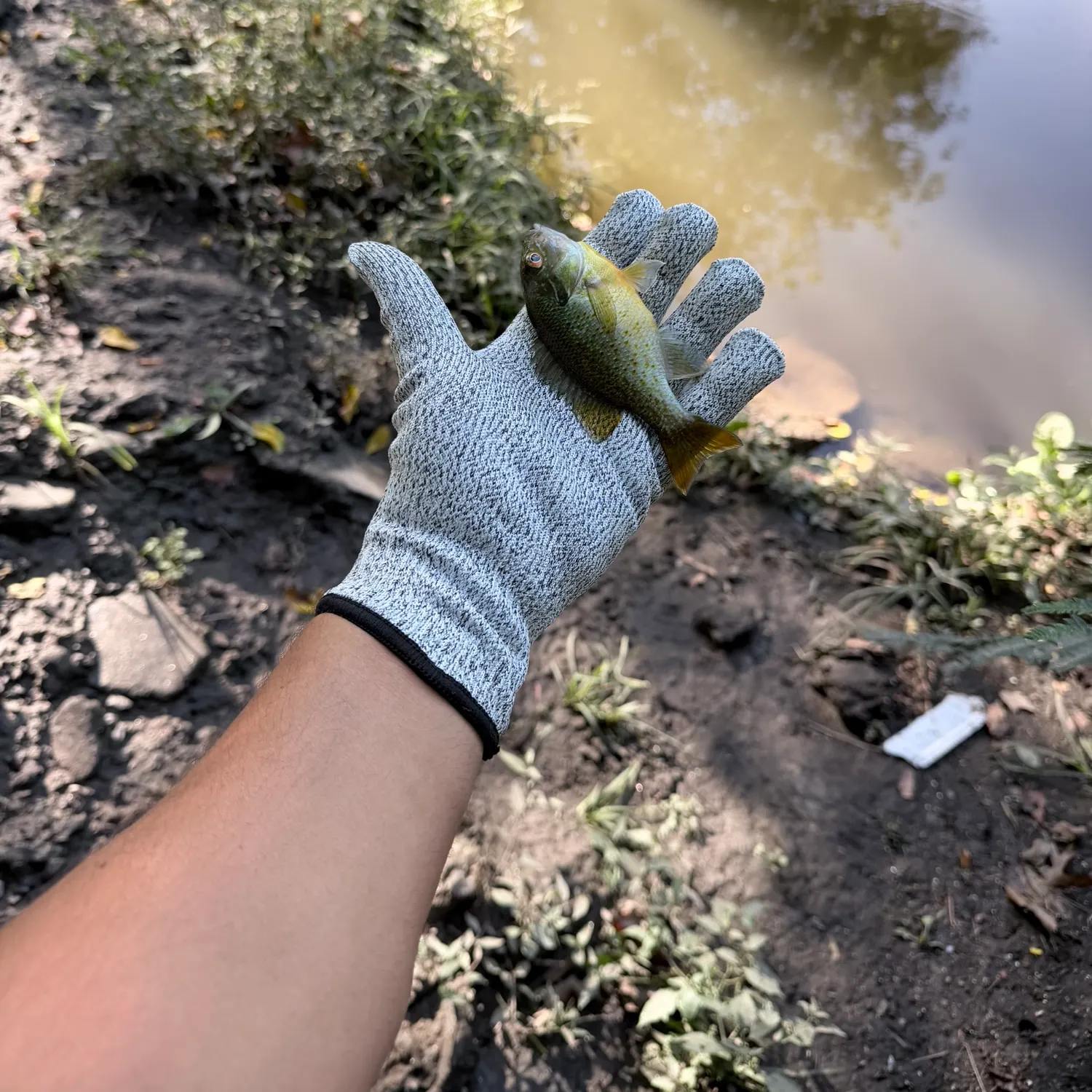 Bluegill caught on Fishbrain