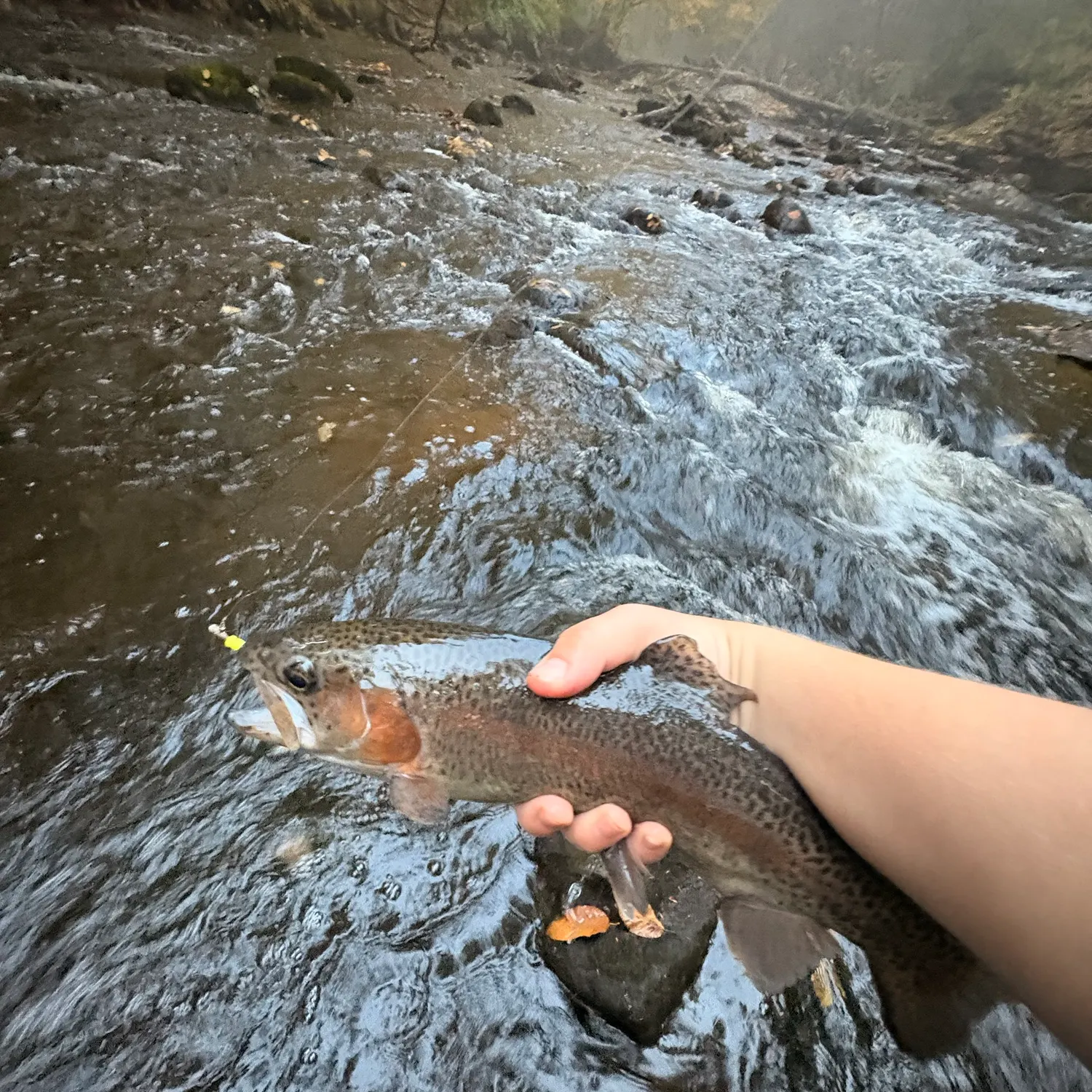 Rainbow trout caught on Fishbrain