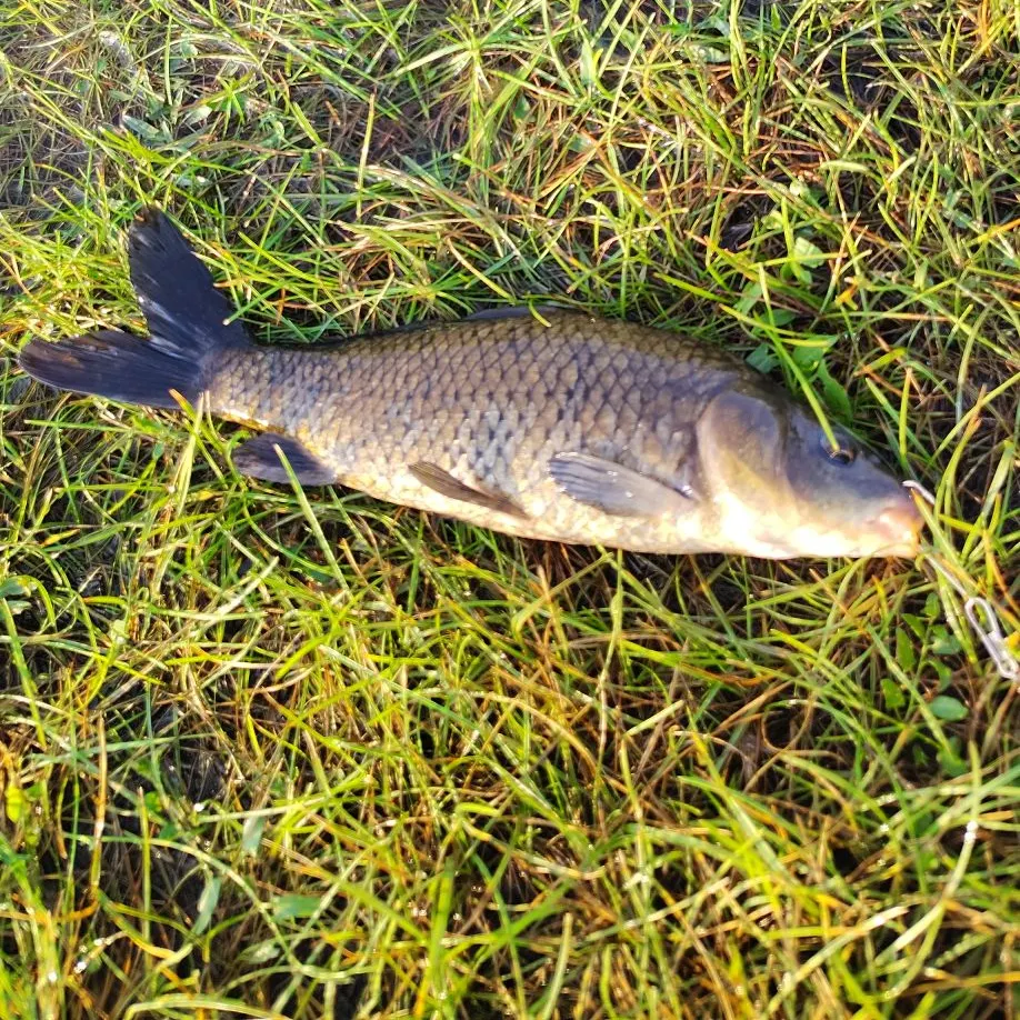 The most recent Black carp catches on Fishbrain