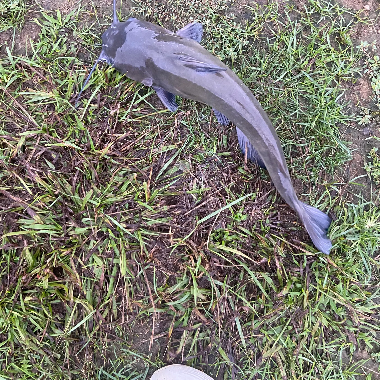 Channel catfish caught on Fishbrain