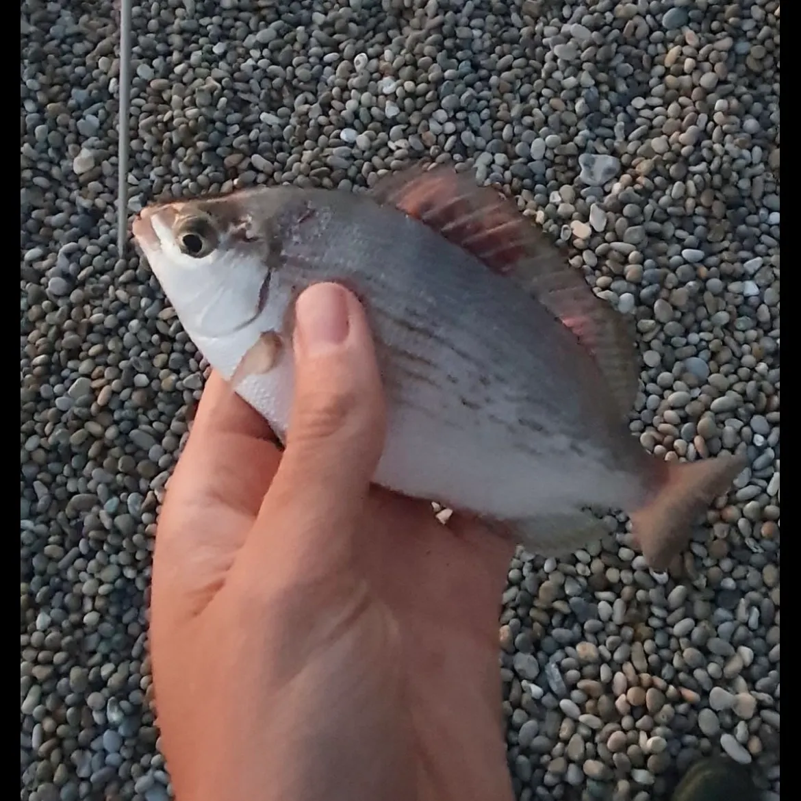 The most recent Striped seabream catches on Fishbrain
