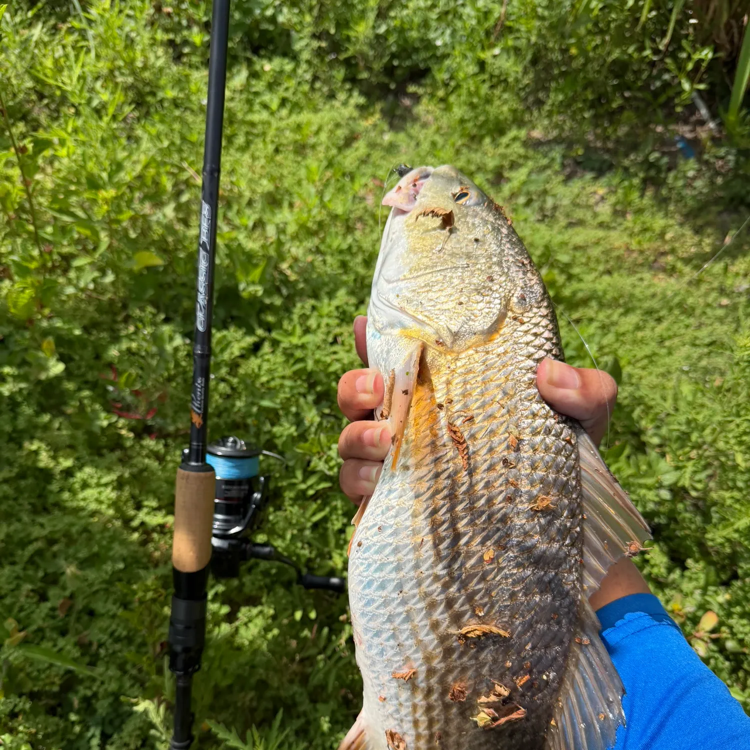 Red drum caught on Fishbrain