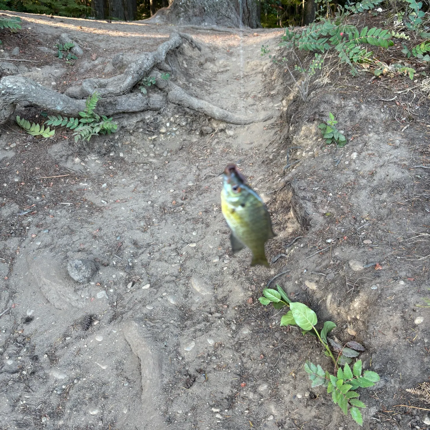 Bluegill caught on Fishbrain