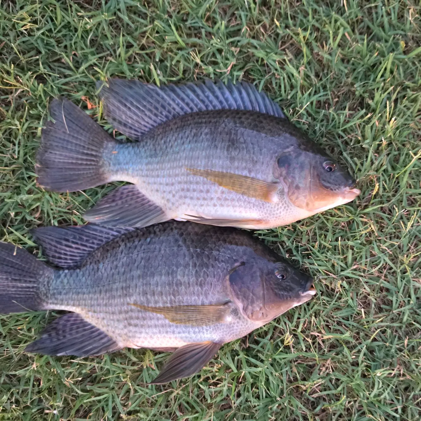 The most recent Blue tilapia catches on Fishbrain
