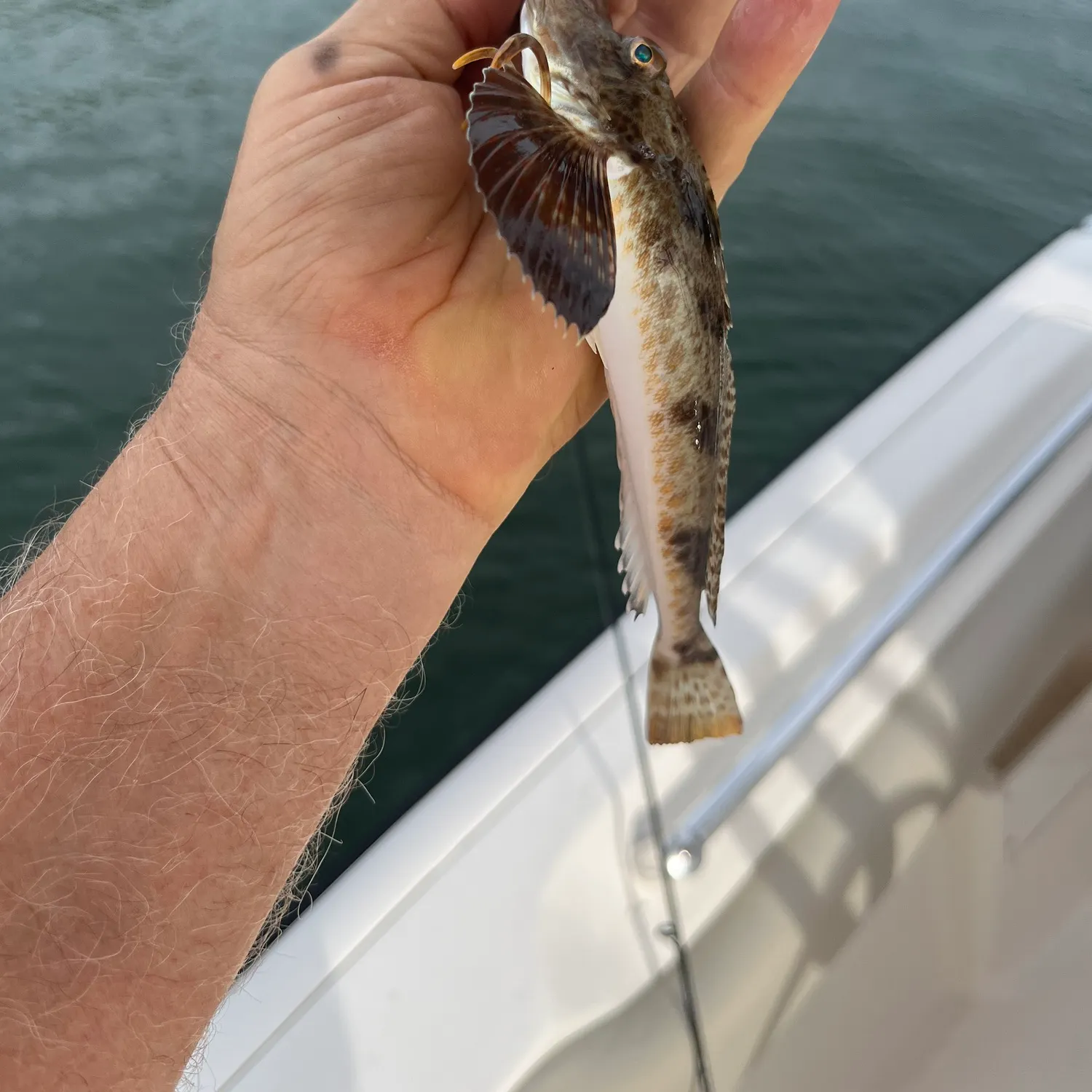 The most recent Northern searobin catches on Fishbrain