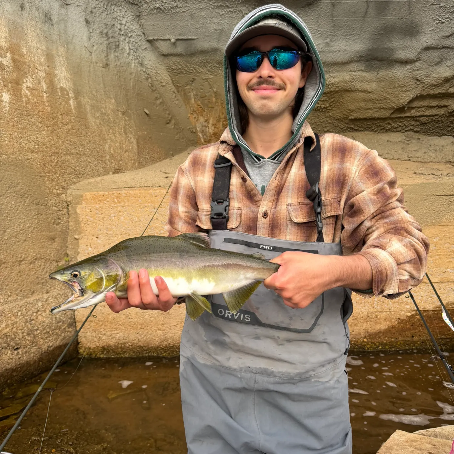 Pink salmon caught on Fishbrain