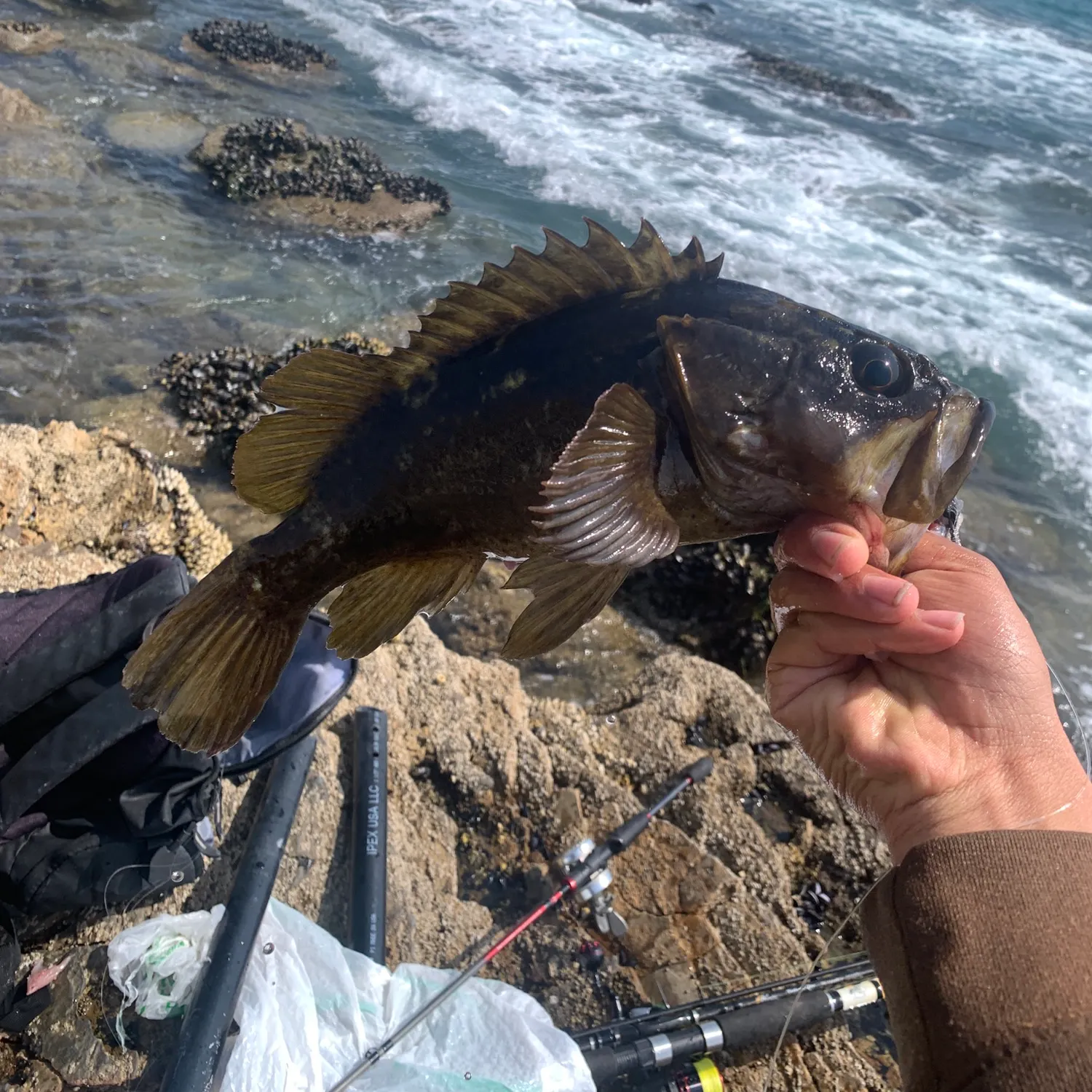 The most recent Grass rockfish catches on Fishbrain