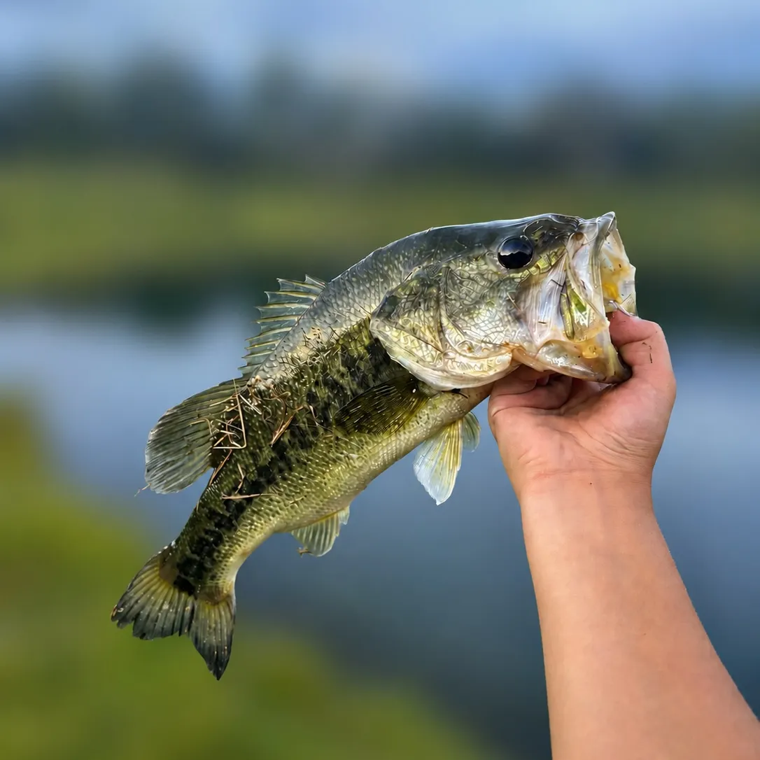 Largemouth bass caught on Fishbrain