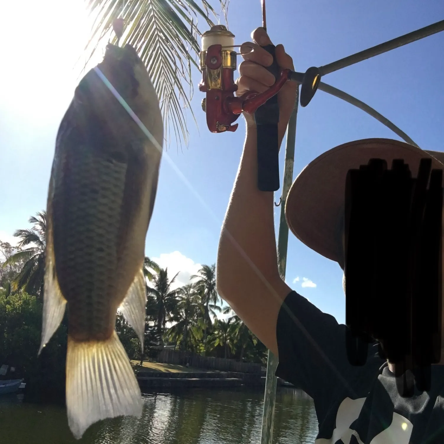 The most recent Blackchin tilapia catches on Fishbrain