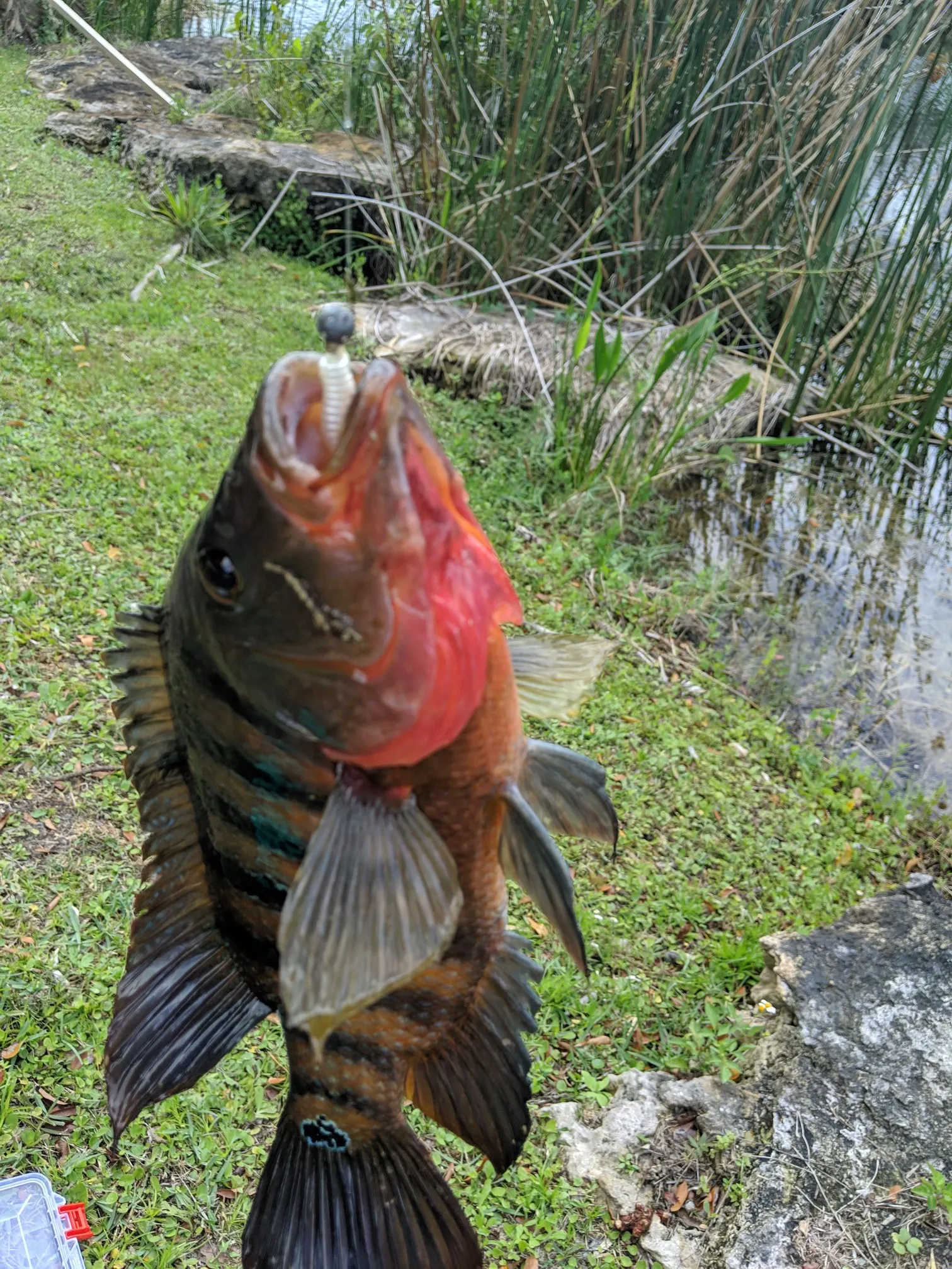 Post image from golfish11