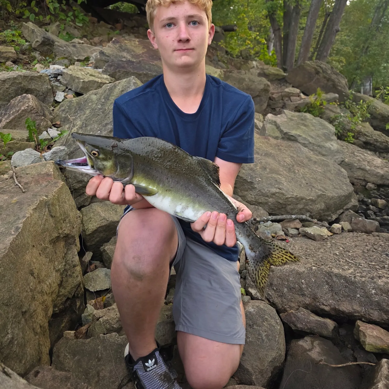 Pink salmon caught on Fishbrain