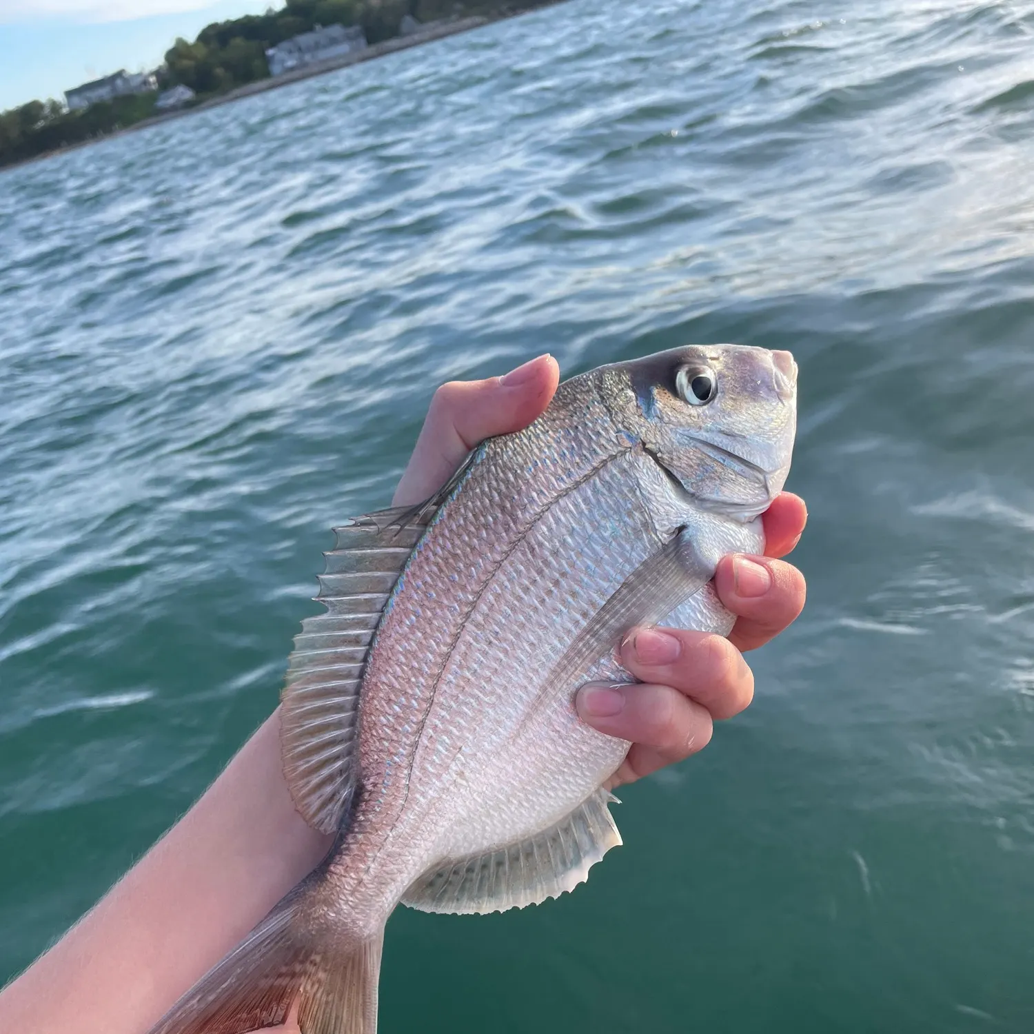 The most recent Scup catches on Fishbrain