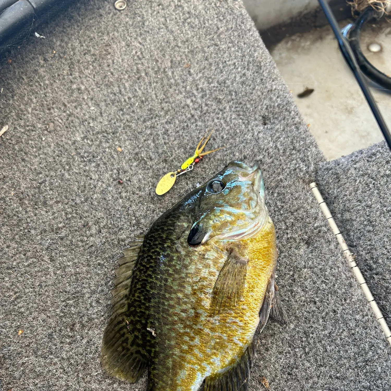 Greengill hybrid caught on Fishbrain