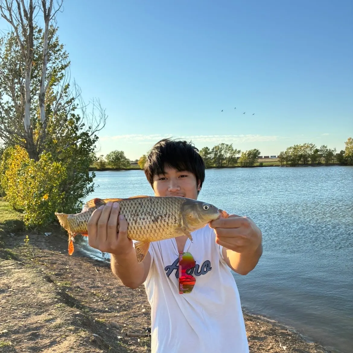 Common carp caught on Fishbrain