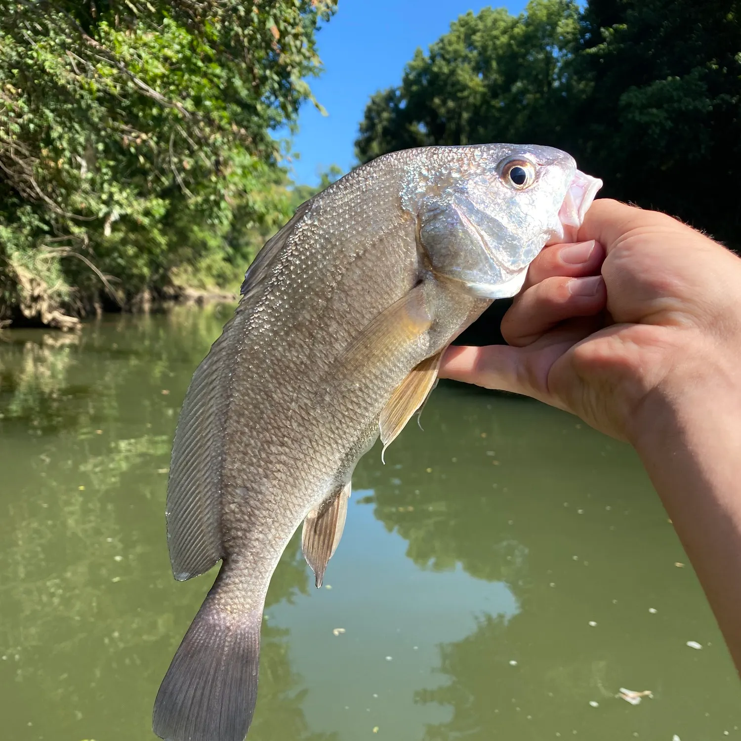 Freshwater drum caught on Fishbrain